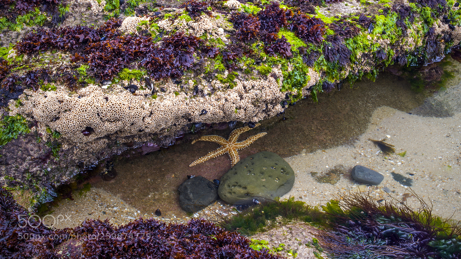Pentax K-50 sample photo. The starfish photography