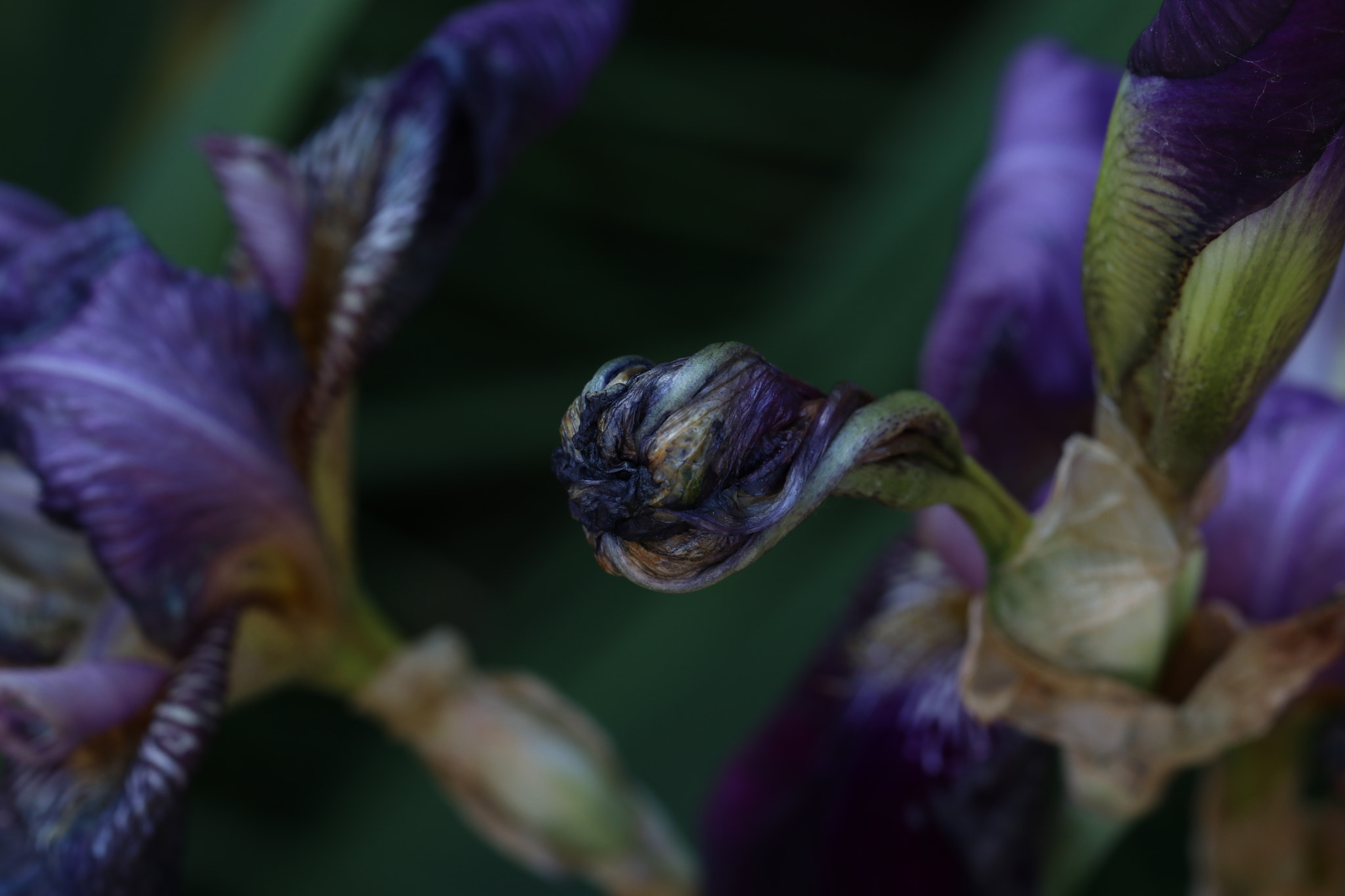 Canon EF 100mm F2.8L Macro IS USM sample photo. Img photography