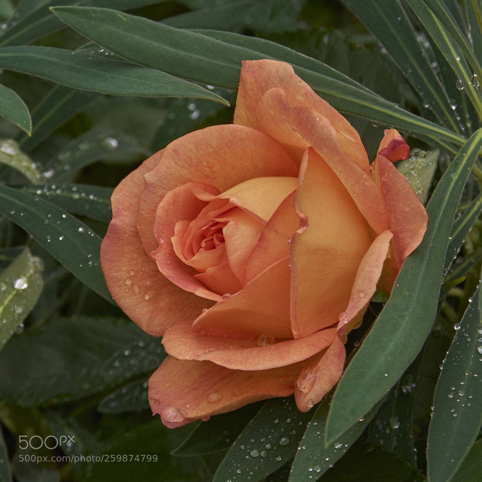 Nikon D7200 sample photo. Rose and raindrops photography