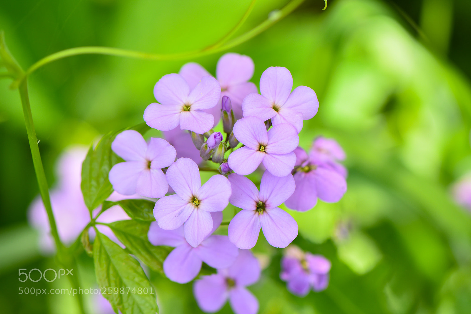 Nikon D3400 sample photo. Wild flowers photography