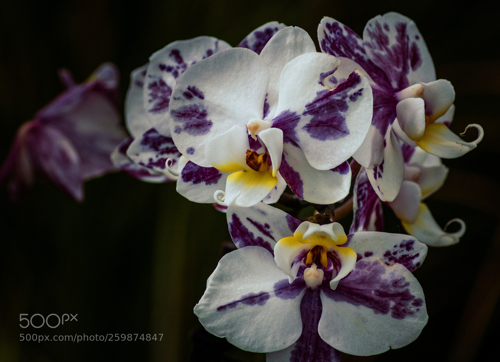 Canon EOS 750D (EOS Rebel T6i / EOS Kiss X8i) sample photo. Orchidee i photography