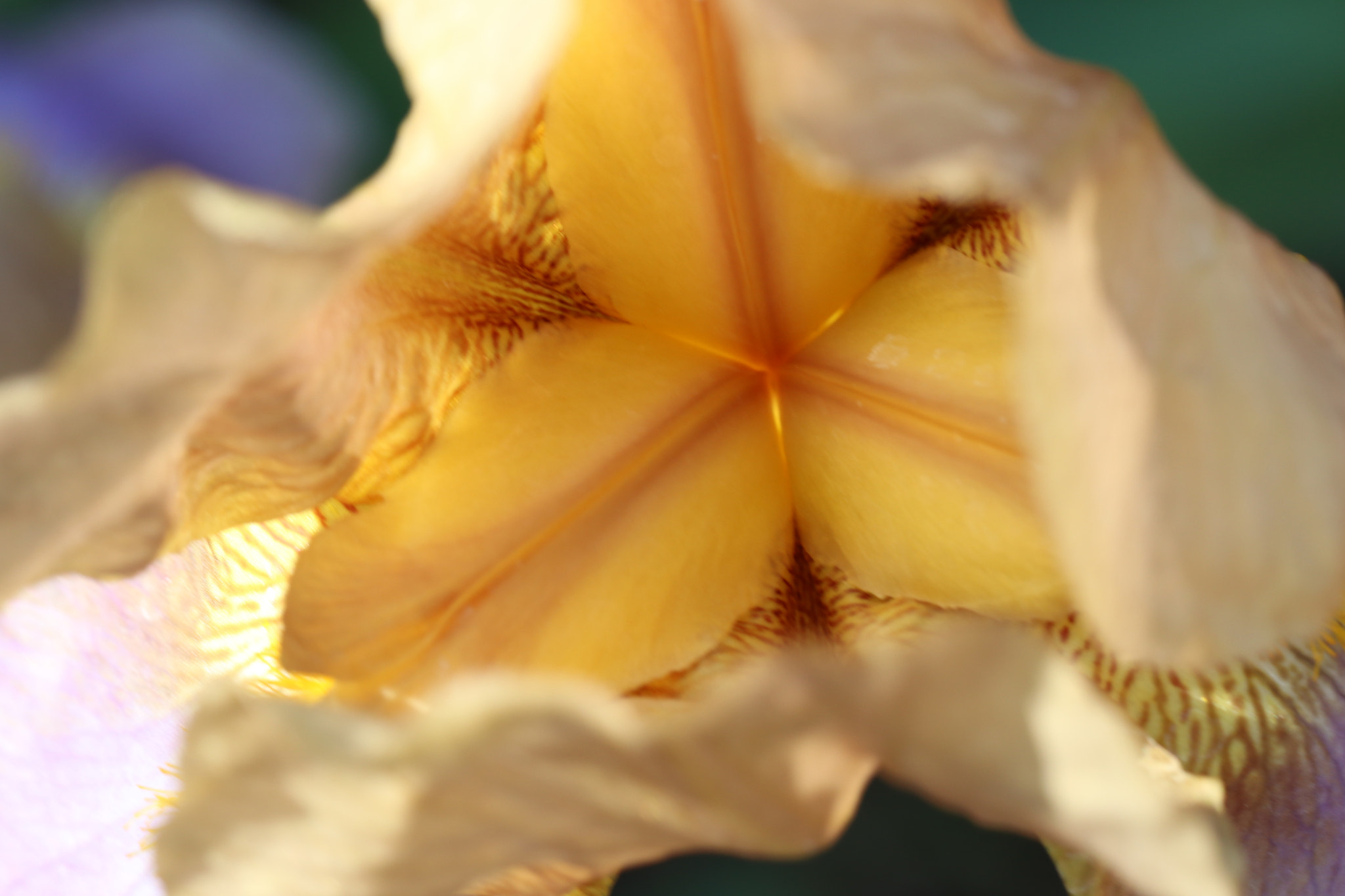 Canon EF 100mm F2.8L Macro IS USM sample photo. Img photography