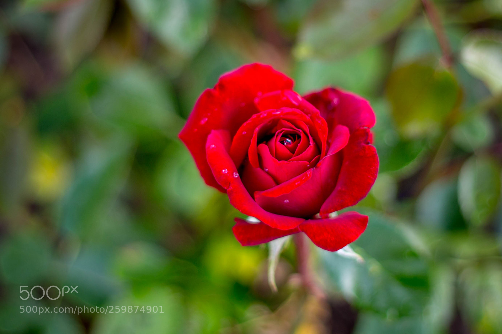 Canon EOS 6D sample photo. Red rose photography