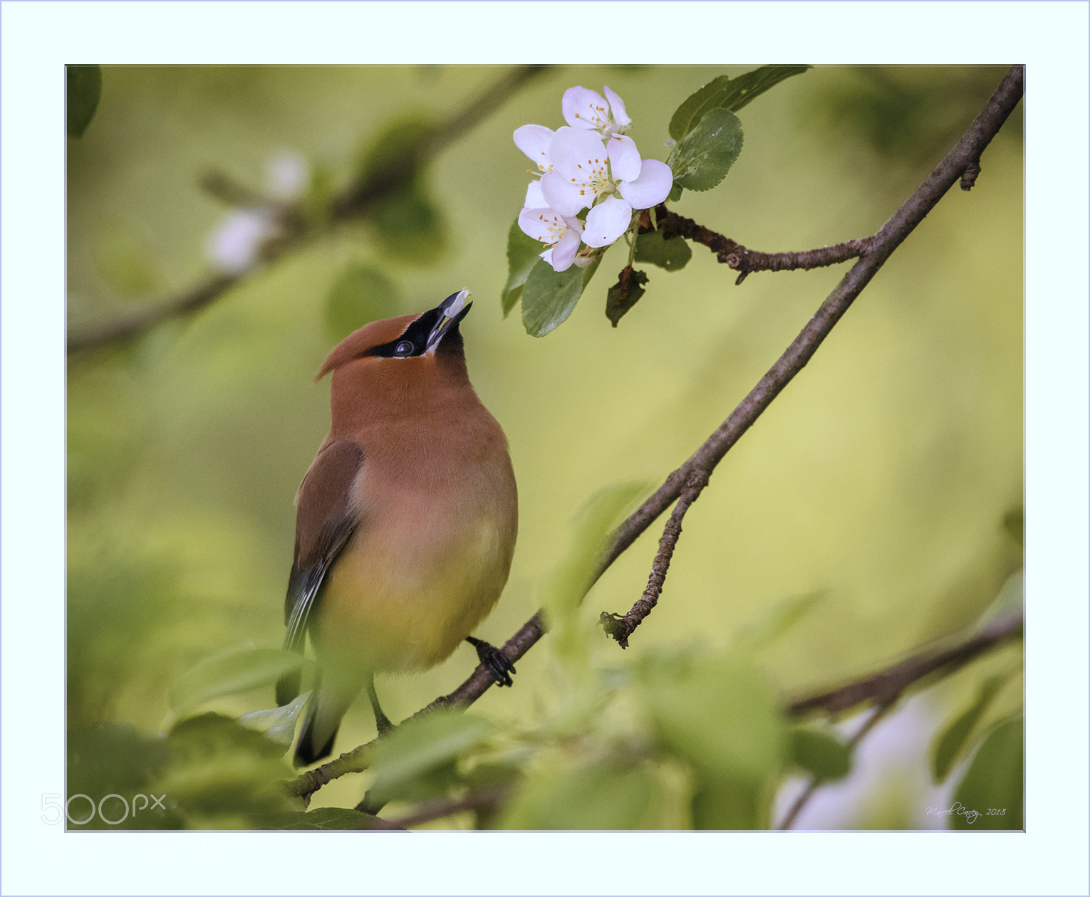 Nikon D810 sample photo. Cedar waxwing photography
