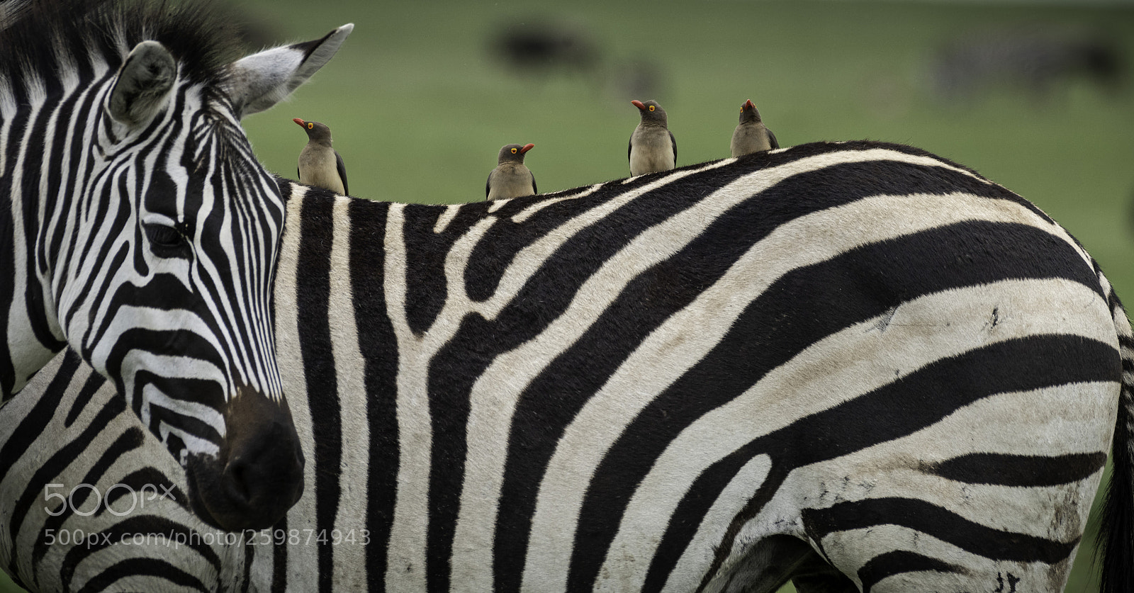 Nikon D810 sample photo. The gang photography