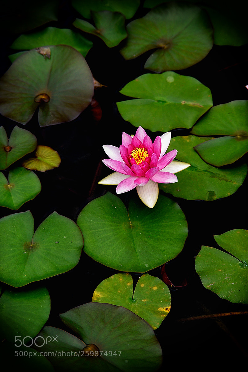 Nikon D750 sample photo. Lily on water on photography