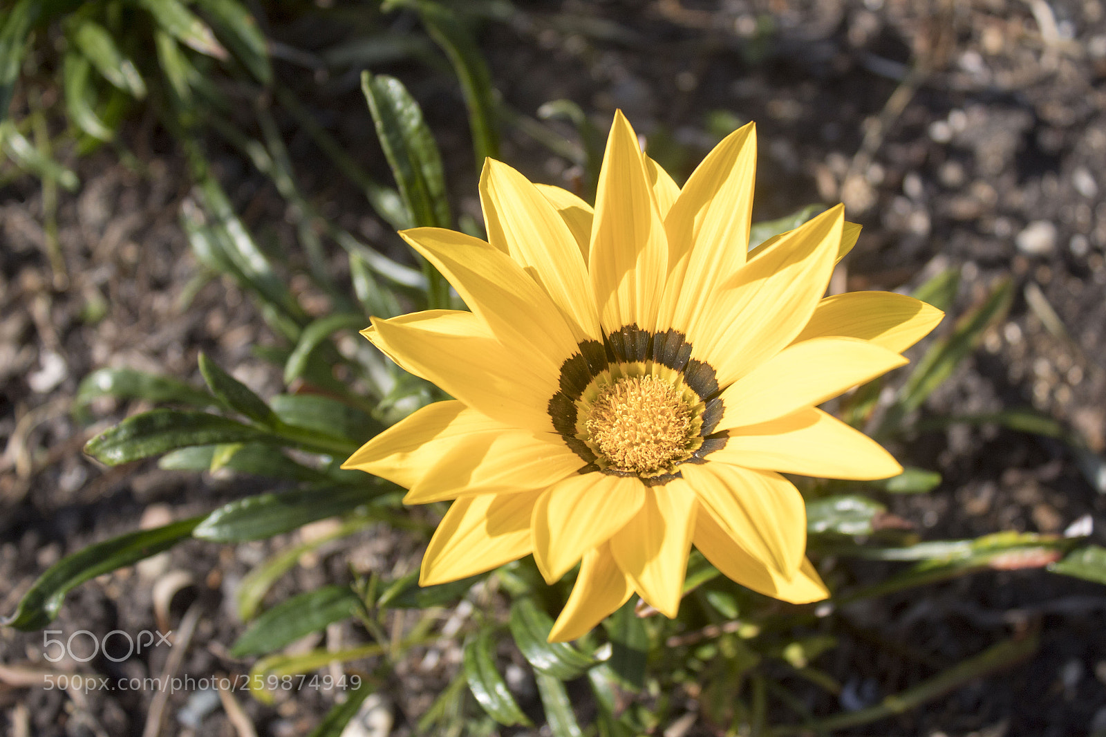 Canon EOS 1300D (EOS Rebel T6 / EOS Kiss X80) sample photo. Flower with yellow petals photography