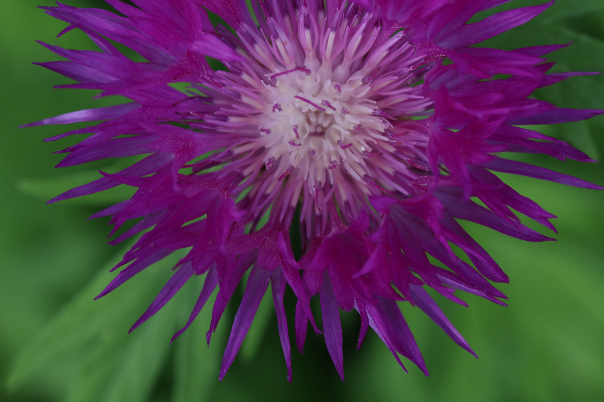 Canon EF 100mm F2.8L Macro IS USM sample photo. Img photography
