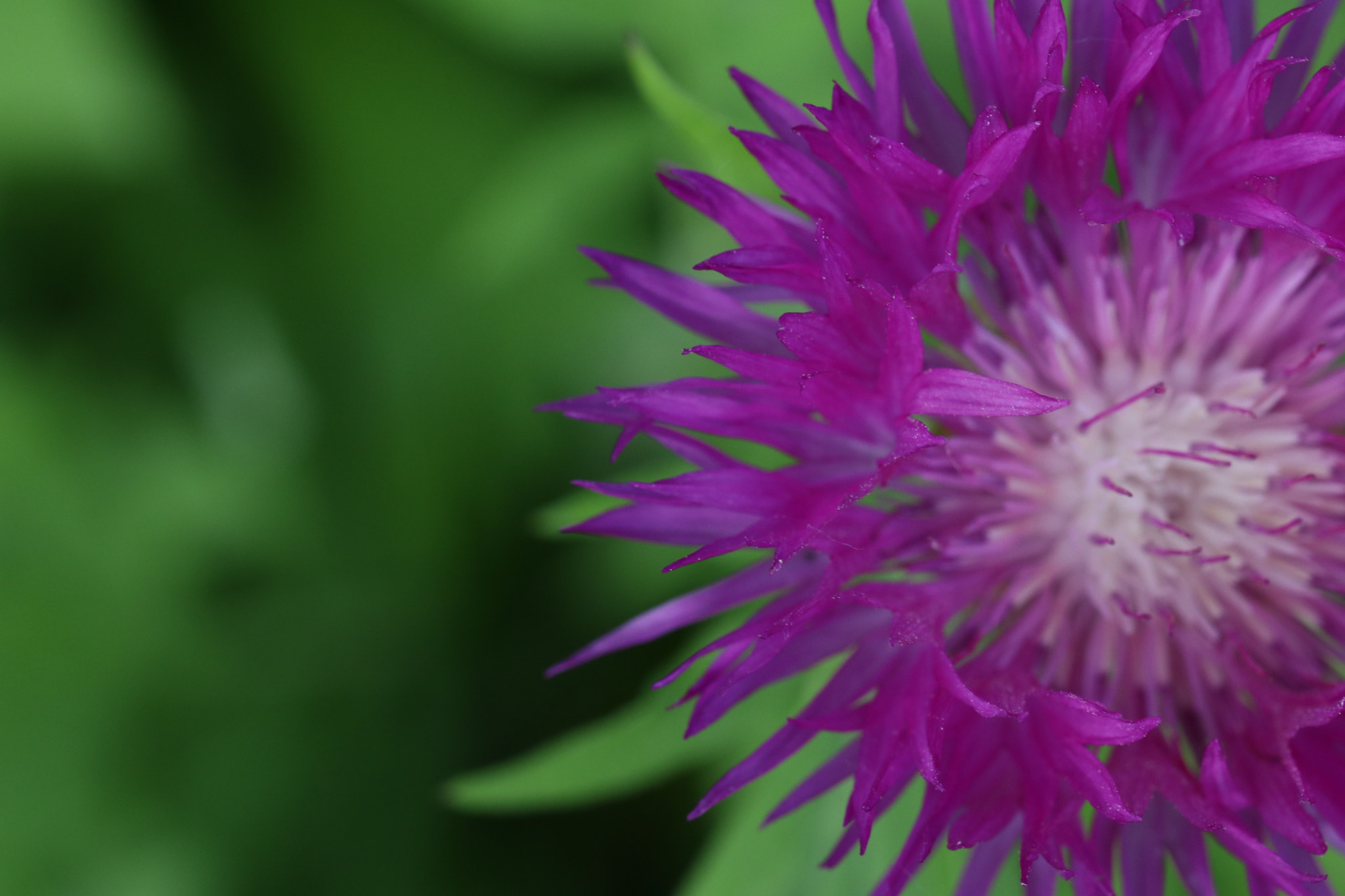 Canon EF 100mm F2.8L Macro IS USM sample photo. Img photography