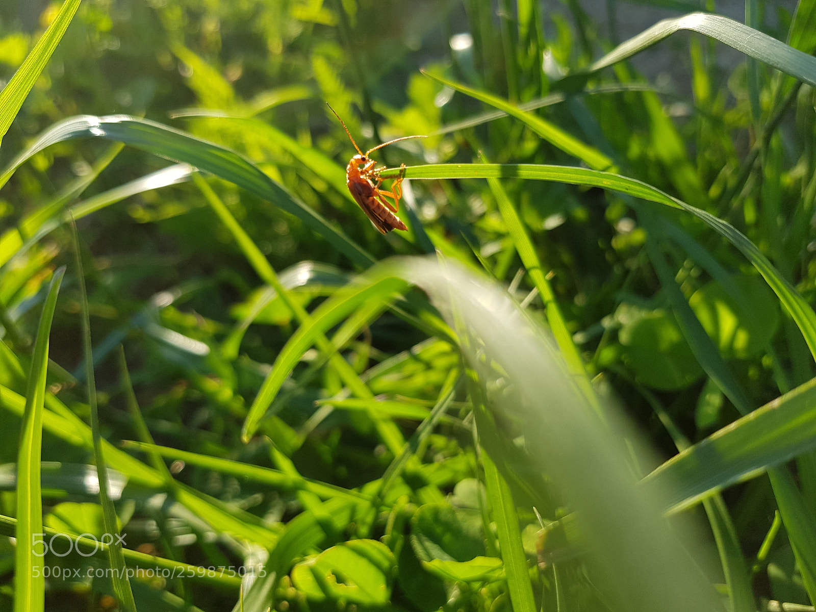 Samsung Galaxy S8 sample photo. Orange photography