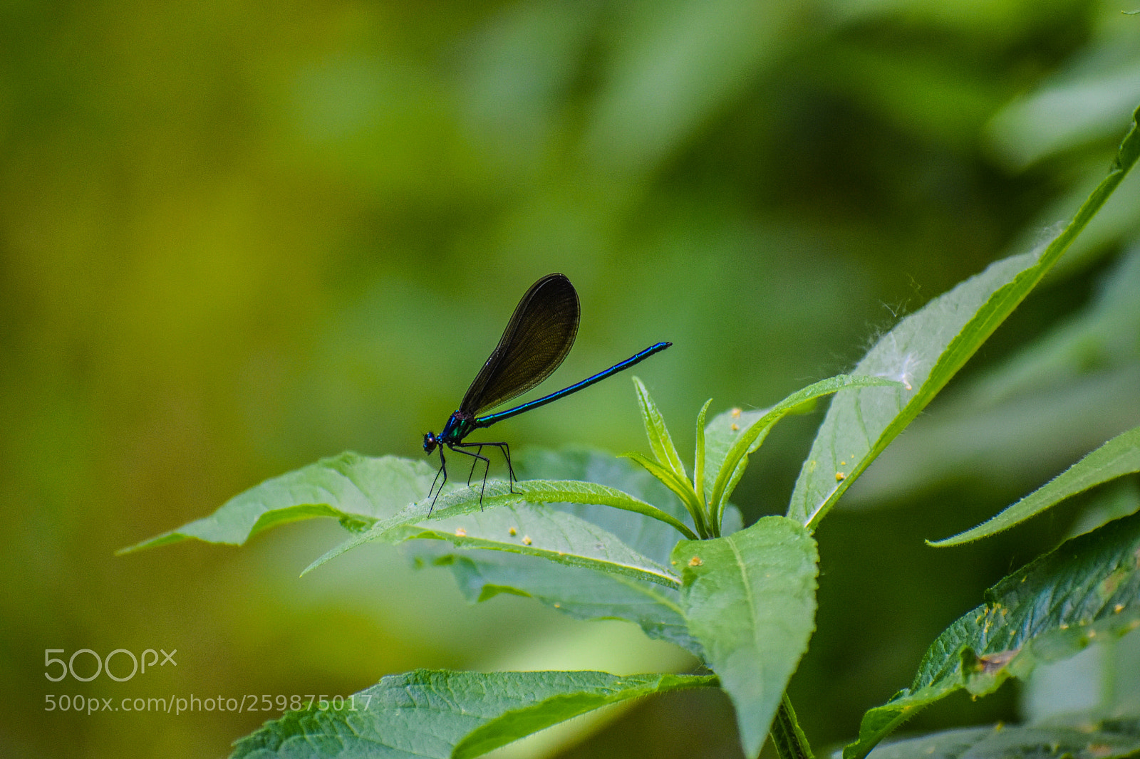 Nikon D3400 sample photo. Dragon fly photography