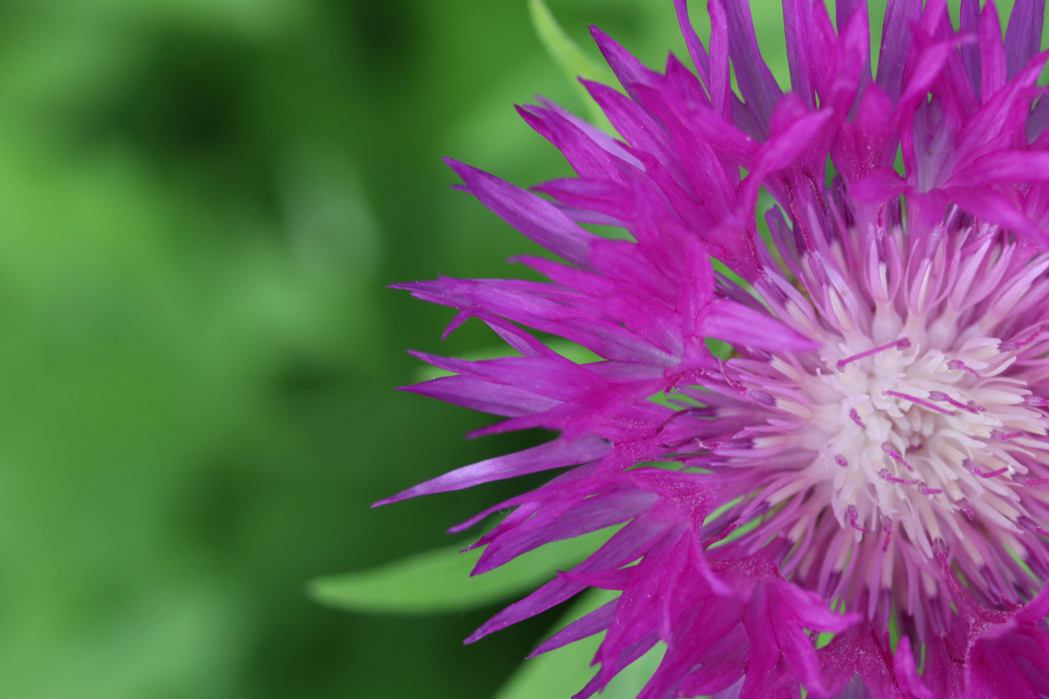 Canon EF 100mm F2.8L Macro IS USM sample photo. Img photography