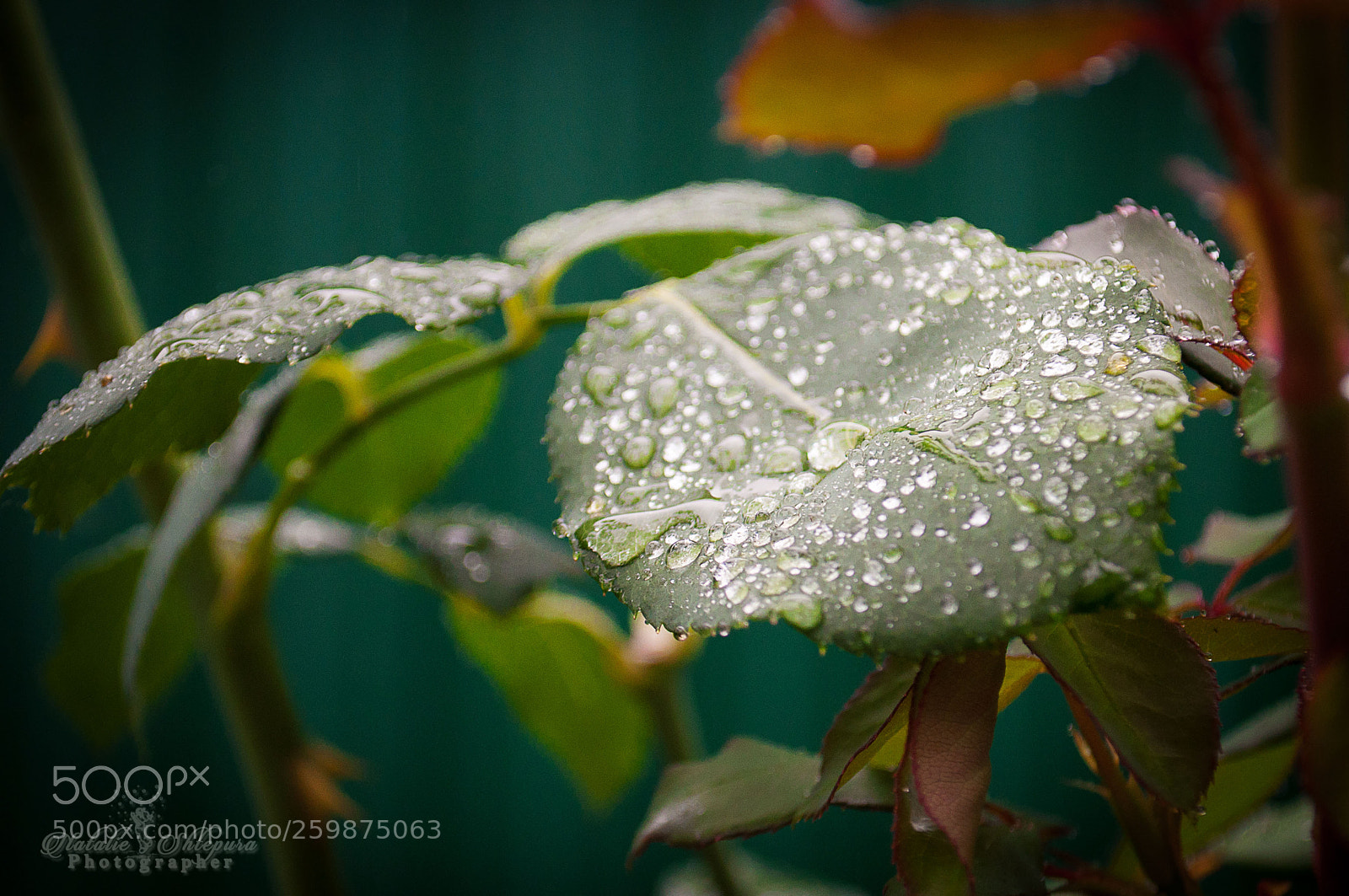 Nikon D5000 sample photo. Dew photography