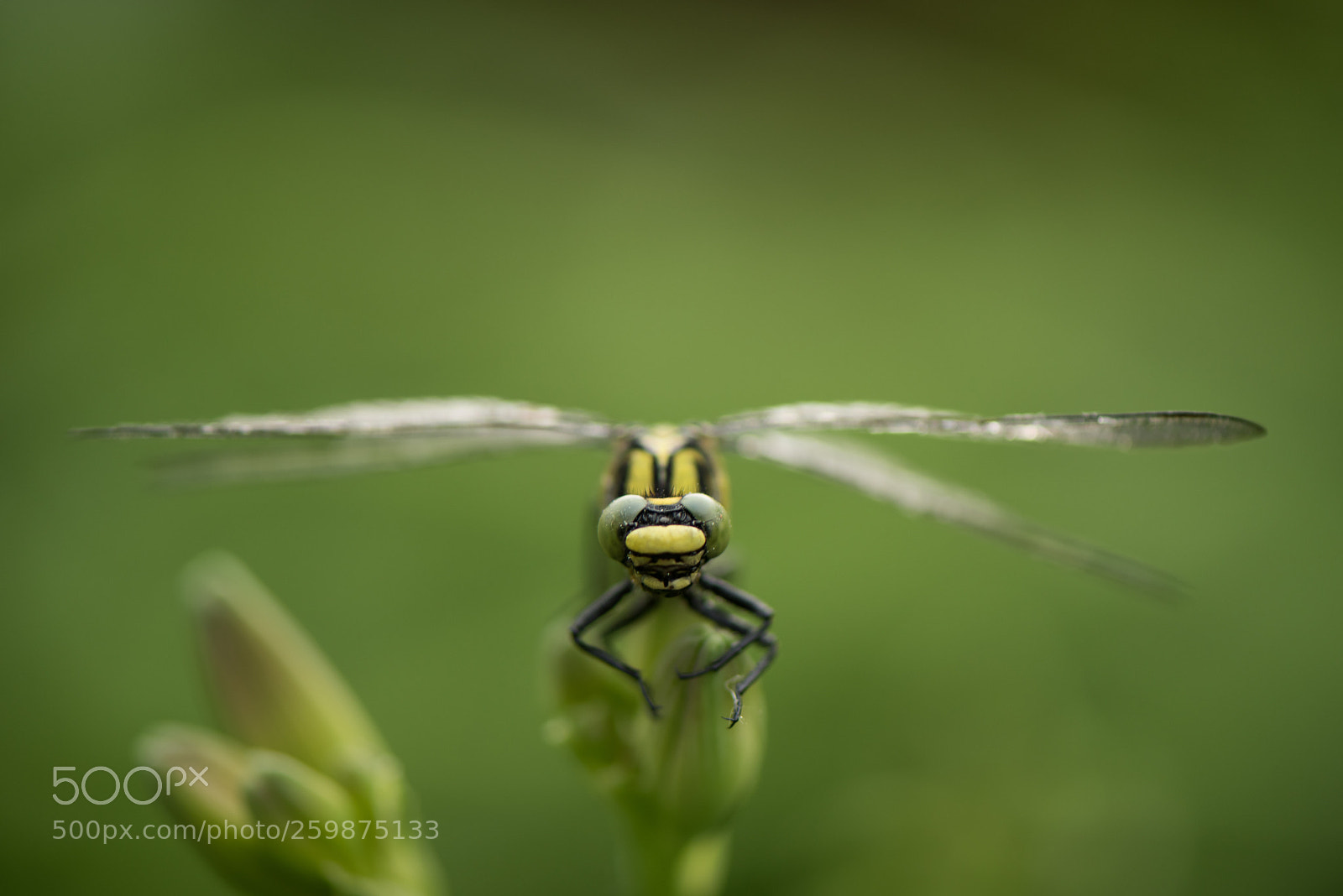 Nikon D810 sample photo. Untitled photography