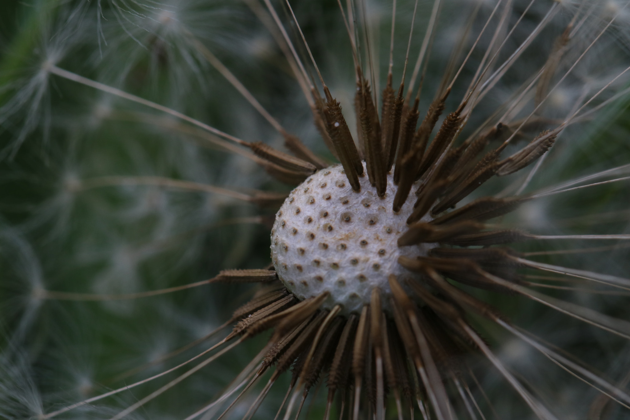 Canon EF 100mm F2.8L Macro IS USM sample photo. Img photography