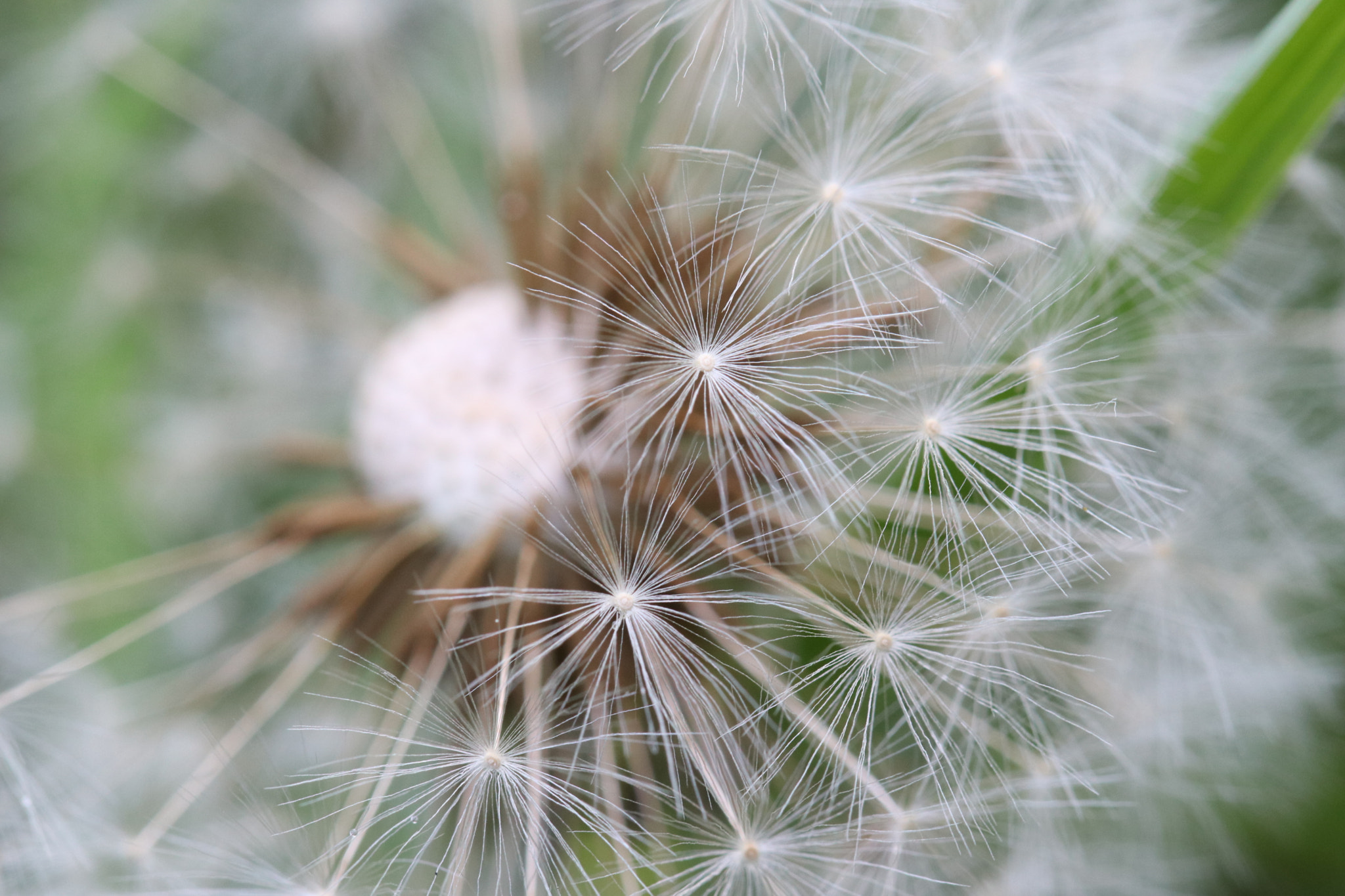 Canon EF 100mm F2.8L Macro IS USM sample photo. Img photography