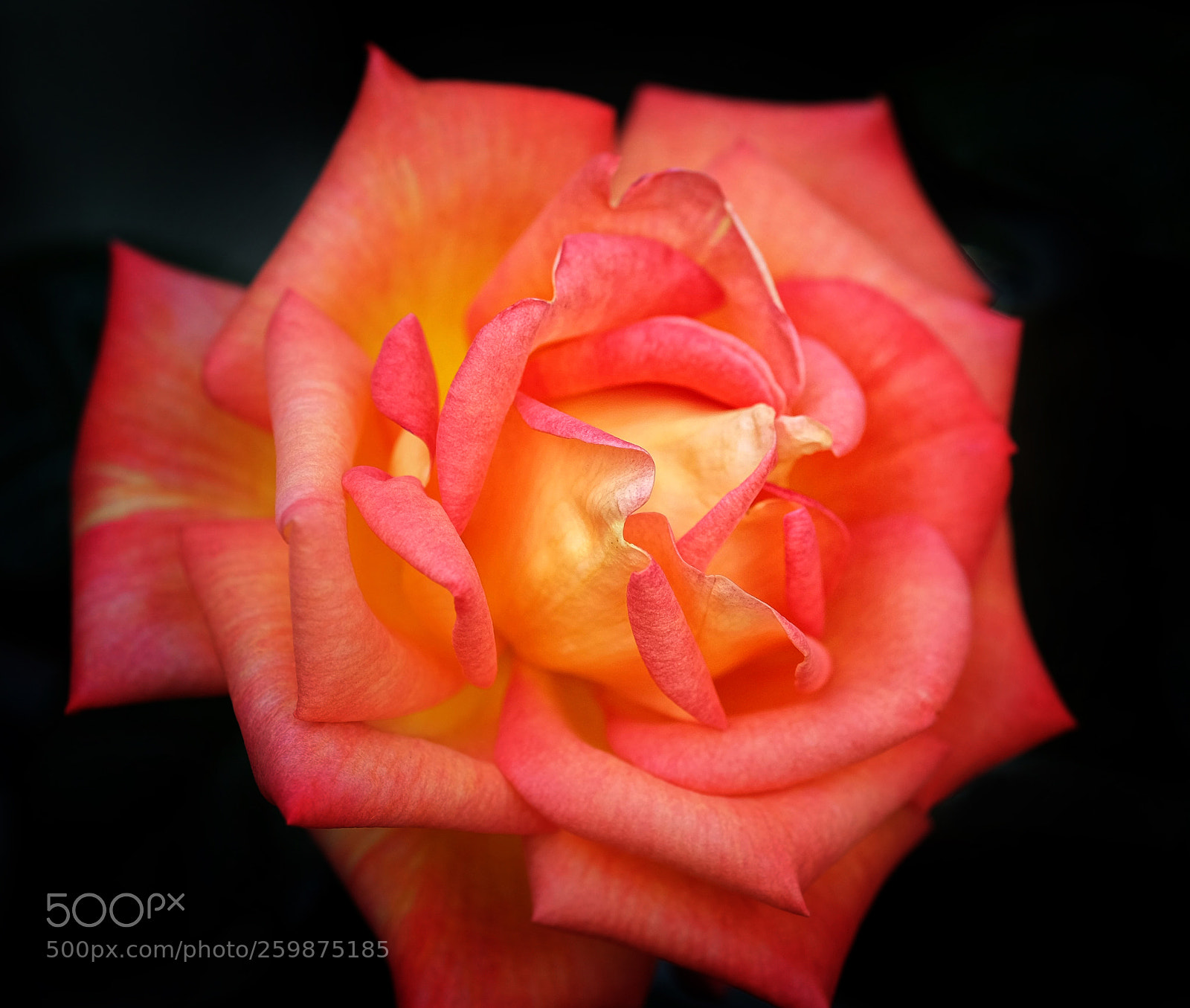 Fujifilm X-E2 sample photo. "a rose in may". photography