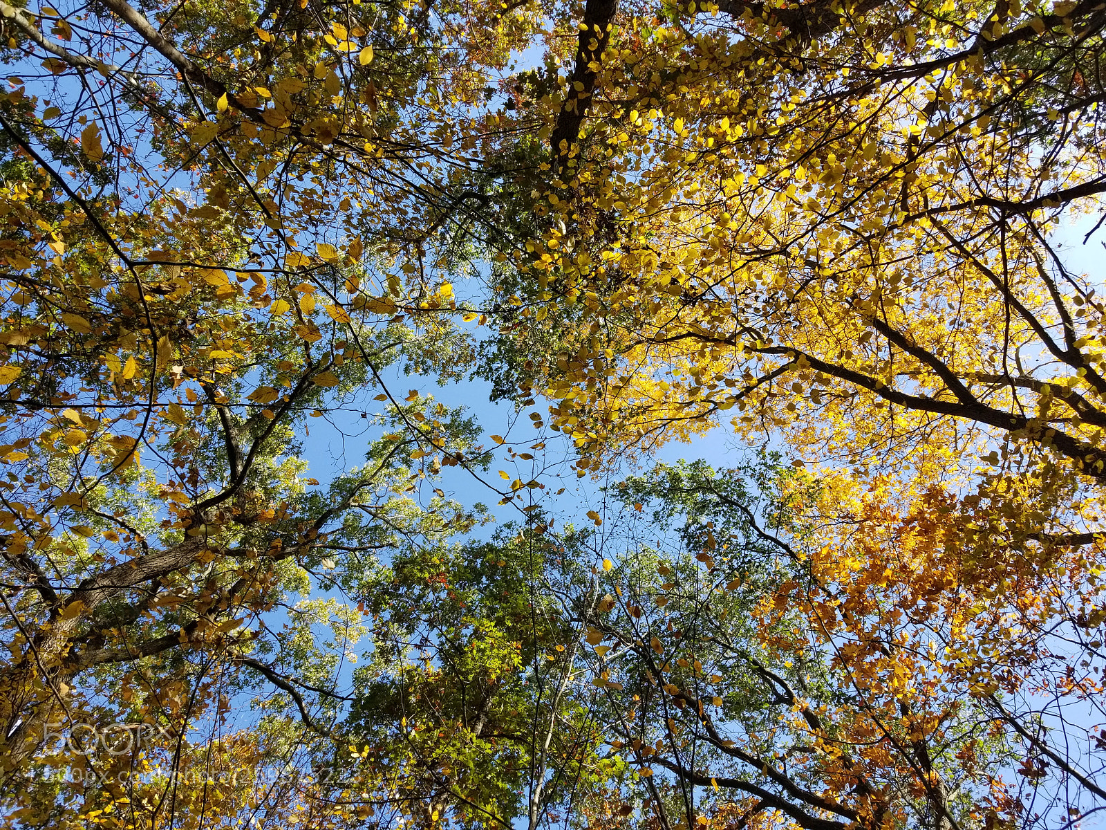 Samsung Galaxy S8 sample photo. Trees photography