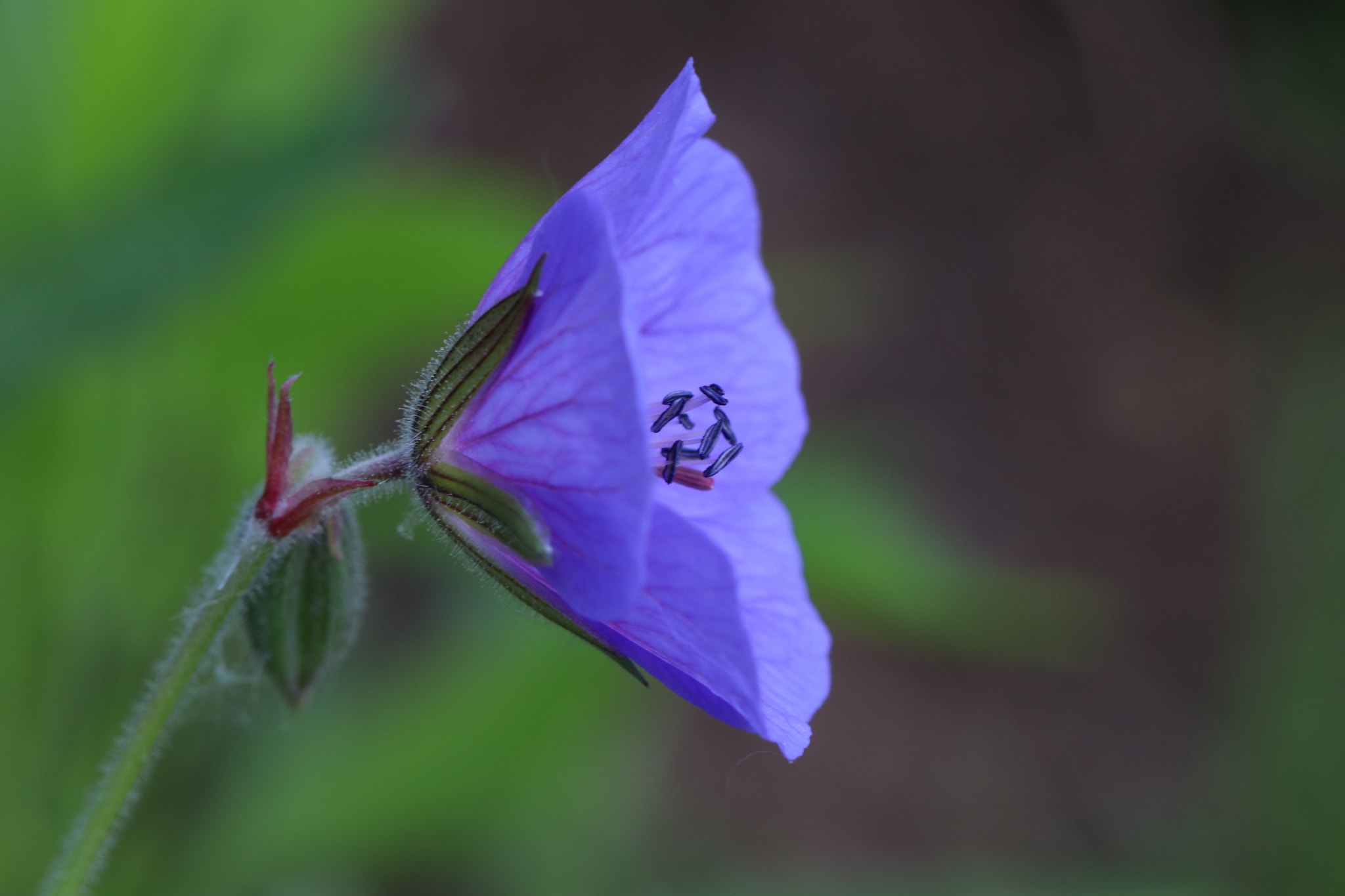 Canon EF 100mm F2.8L Macro IS USM sample photo. Img photography