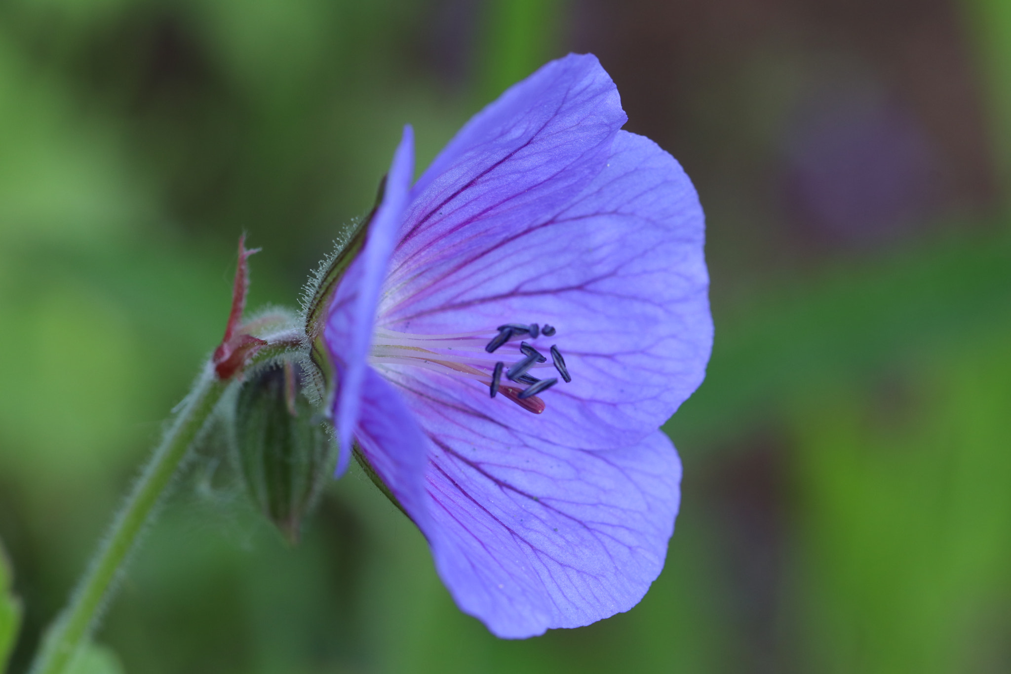 Canon EF 100mm F2.8L Macro IS USM sample photo. Img photography