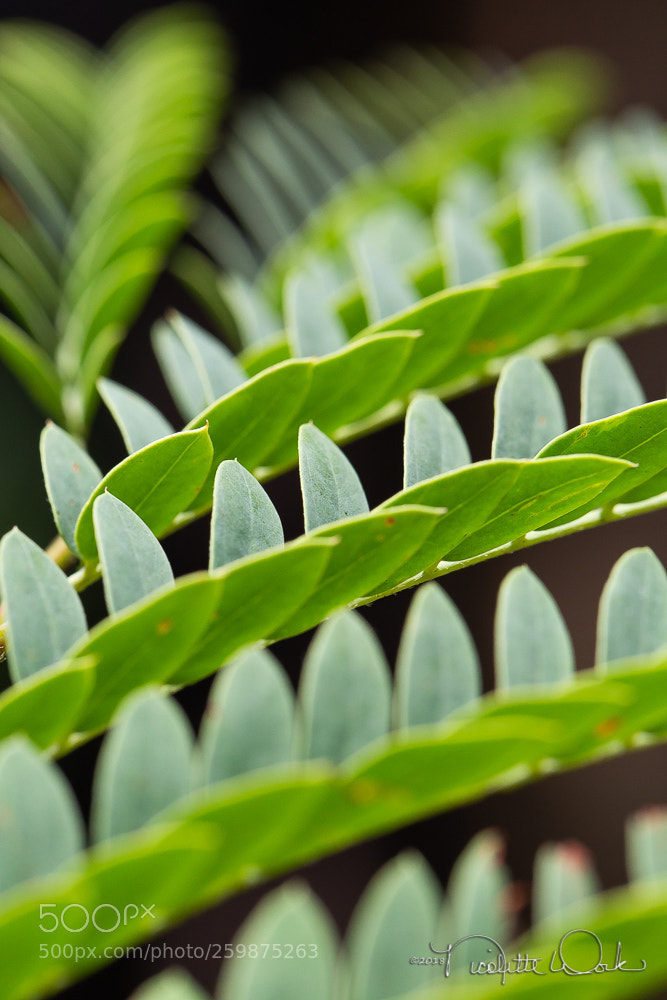 Canon EOS 6D sample photo. Green with envy photography