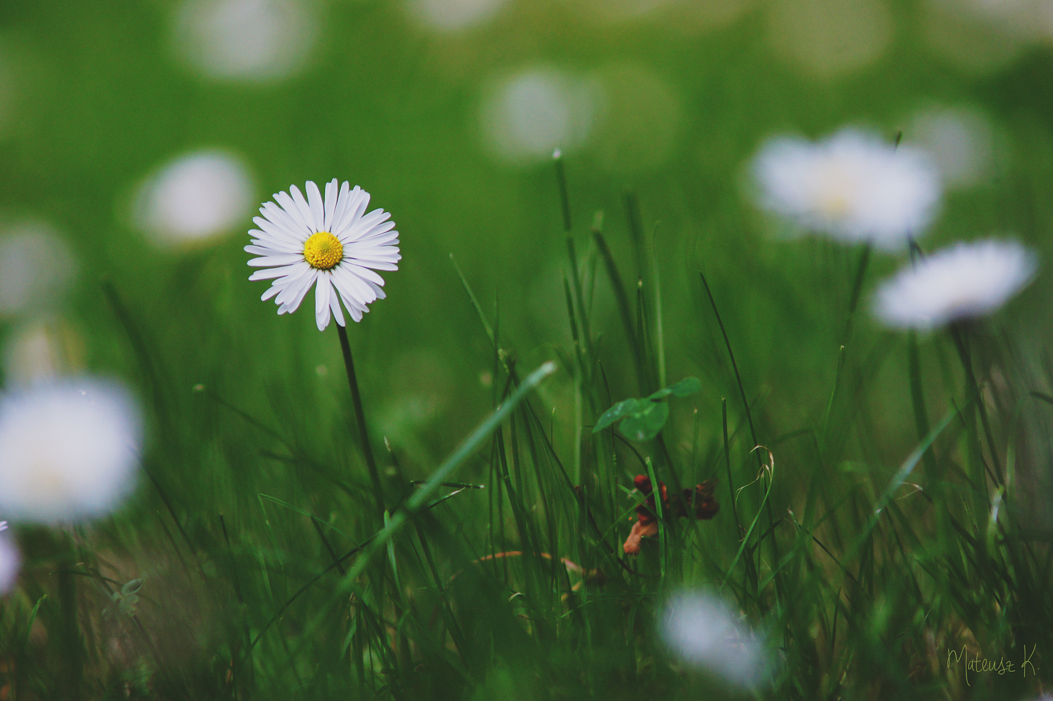 Sony Alpha DSLR-A550 sample photo. #bellis photography