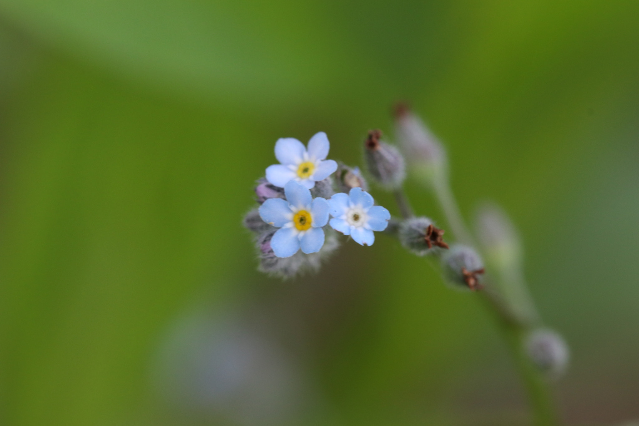 Canon EF 100mm F2.8L Macro IS USM sample photo. Img photography
