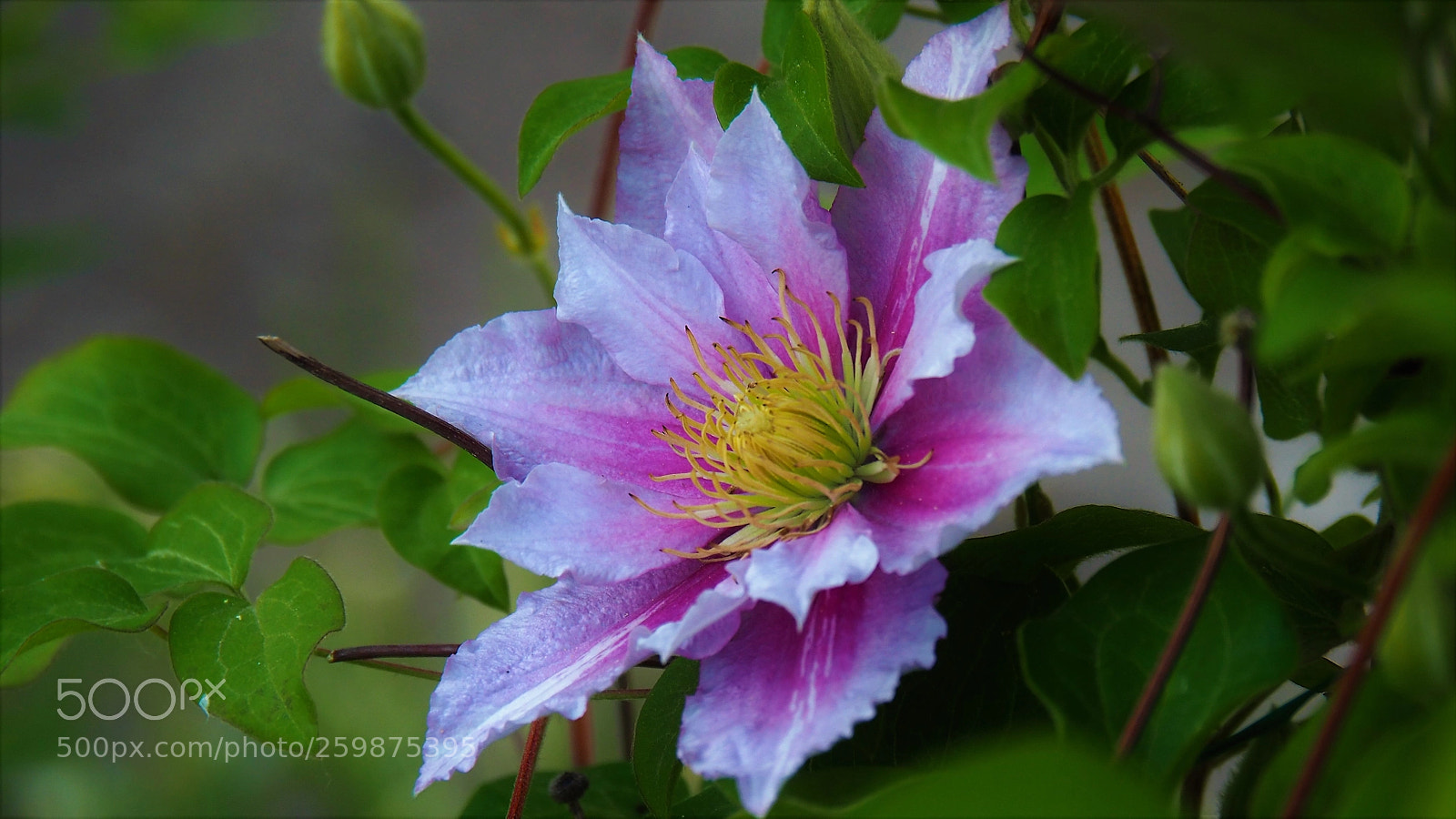 Olympus OM-D E-M10 II sample photo. Clematis photography