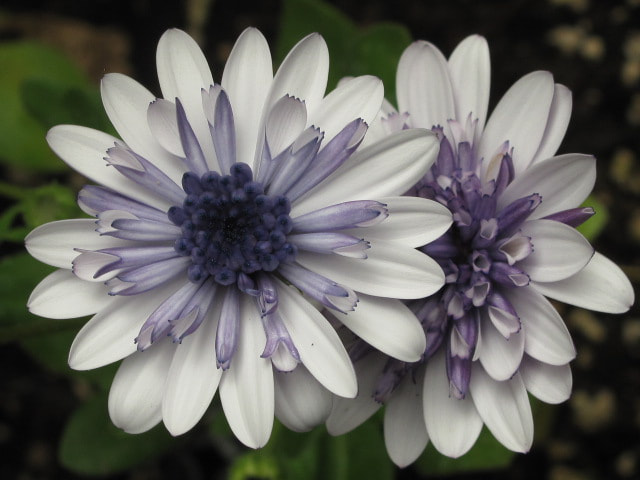Canon PowerShot G10 sample photo. White & purple daisys photography