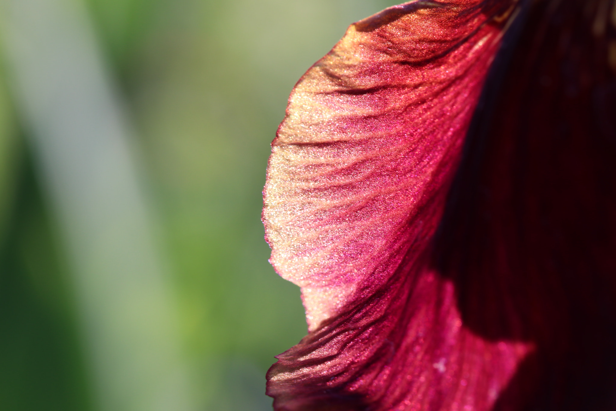 Canon EF 100mm F2.8L Macro IS USM sample photo. Img photography