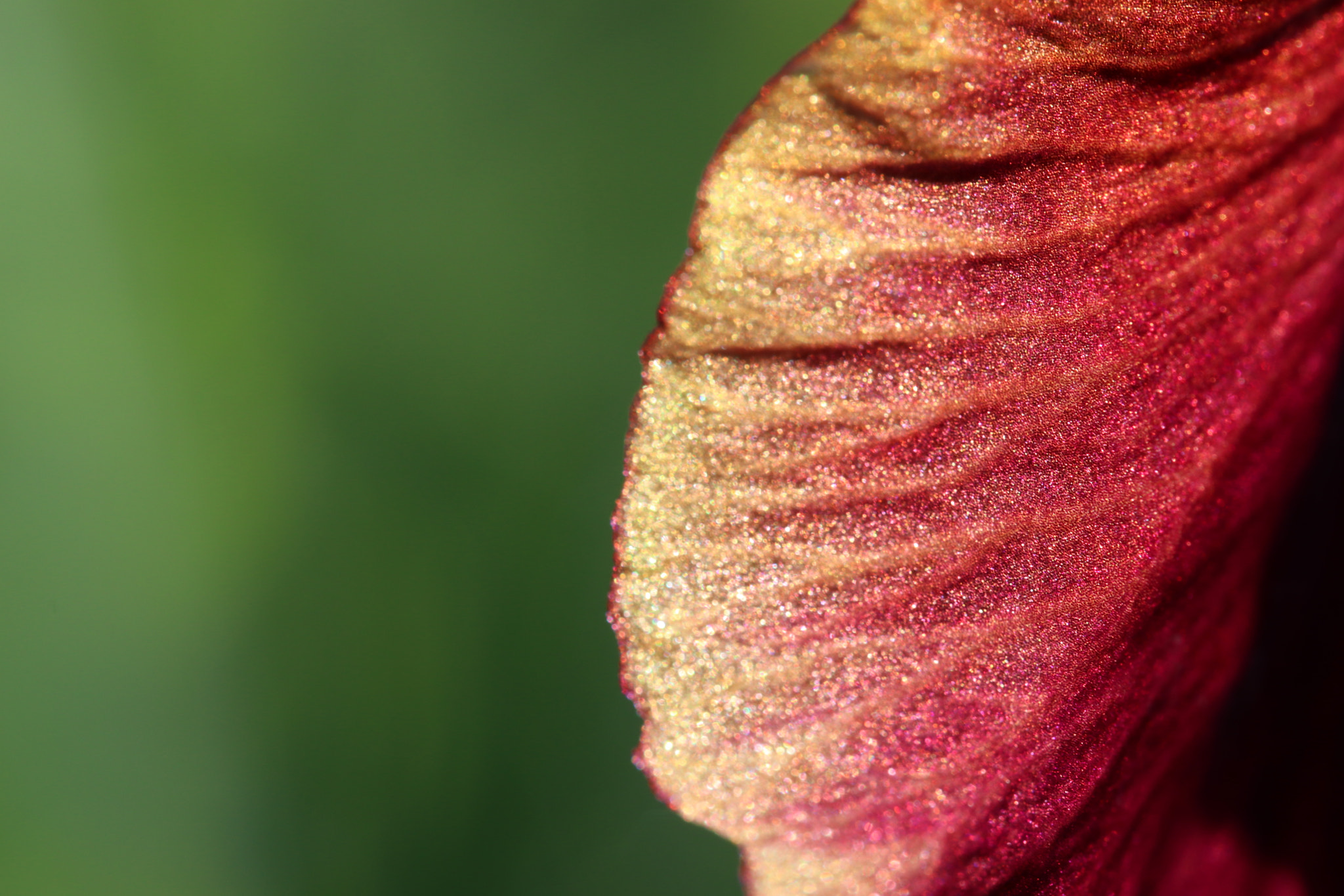 Canon EF 100mm F2.8L Macro IS USM sample photo. Img photography