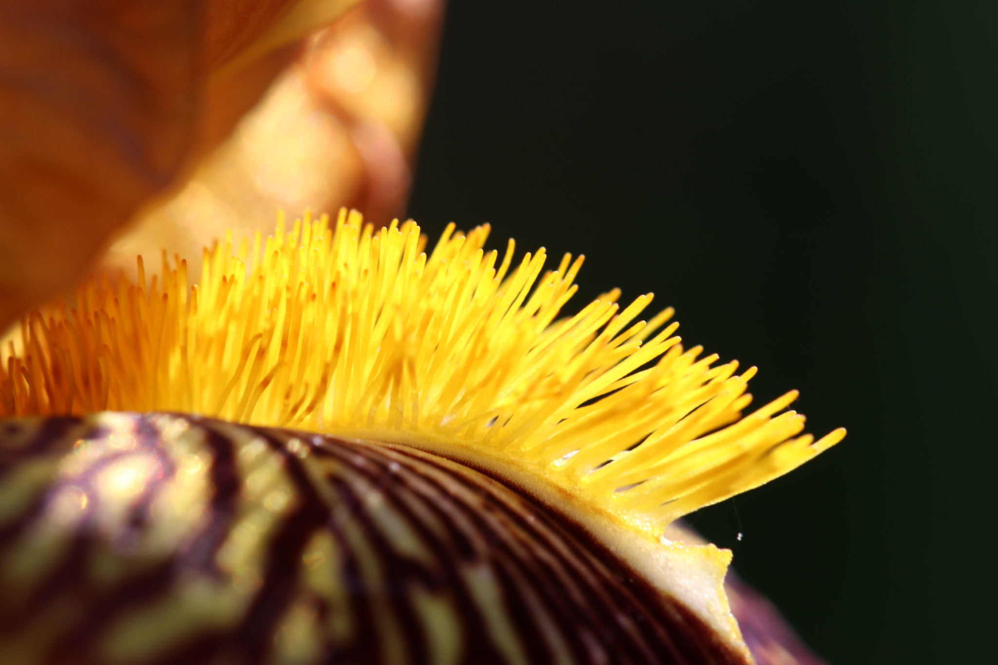 Canon EF 100mm F2.8L Macro IS USM sample photo. Img photography