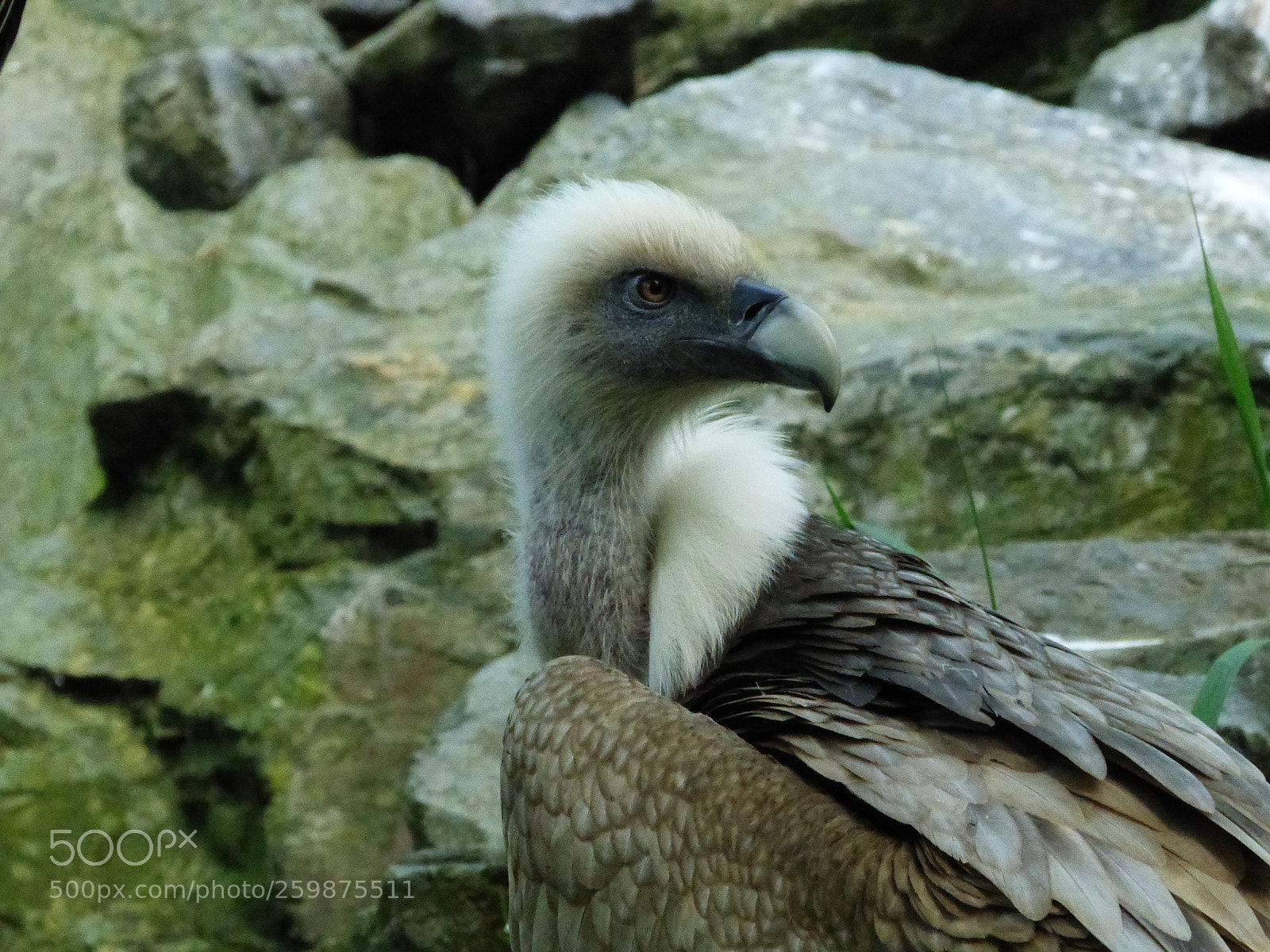 Panasonic Lumix DMC-FZ200 sample photo. In his eyes photography