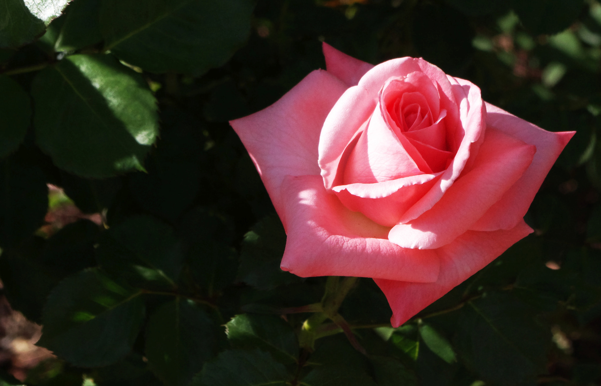 Pentax K-3 sample photo. Imgp photography