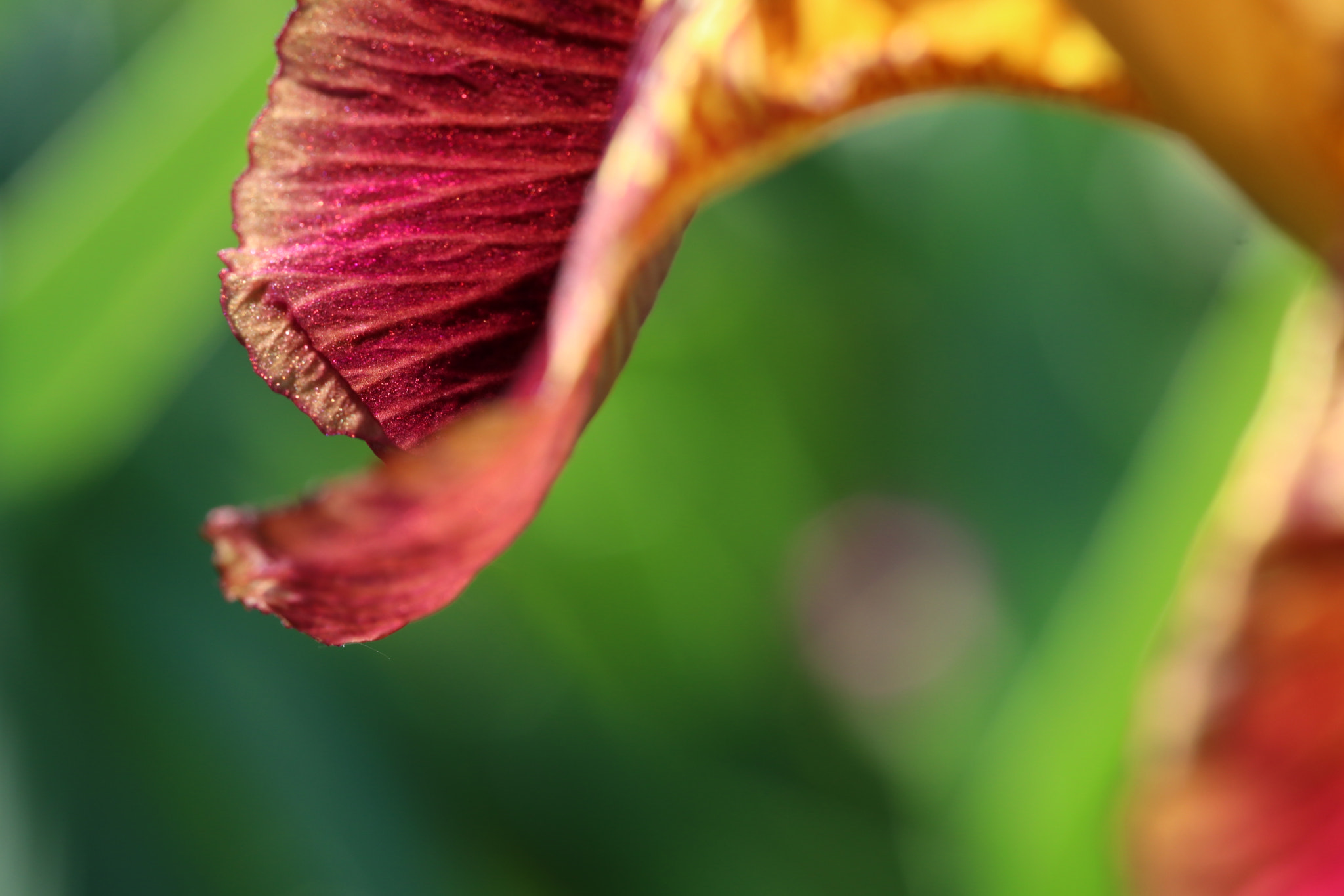 Canon EF 100mm F2.8L Macro IS USM sample photo. Img photography