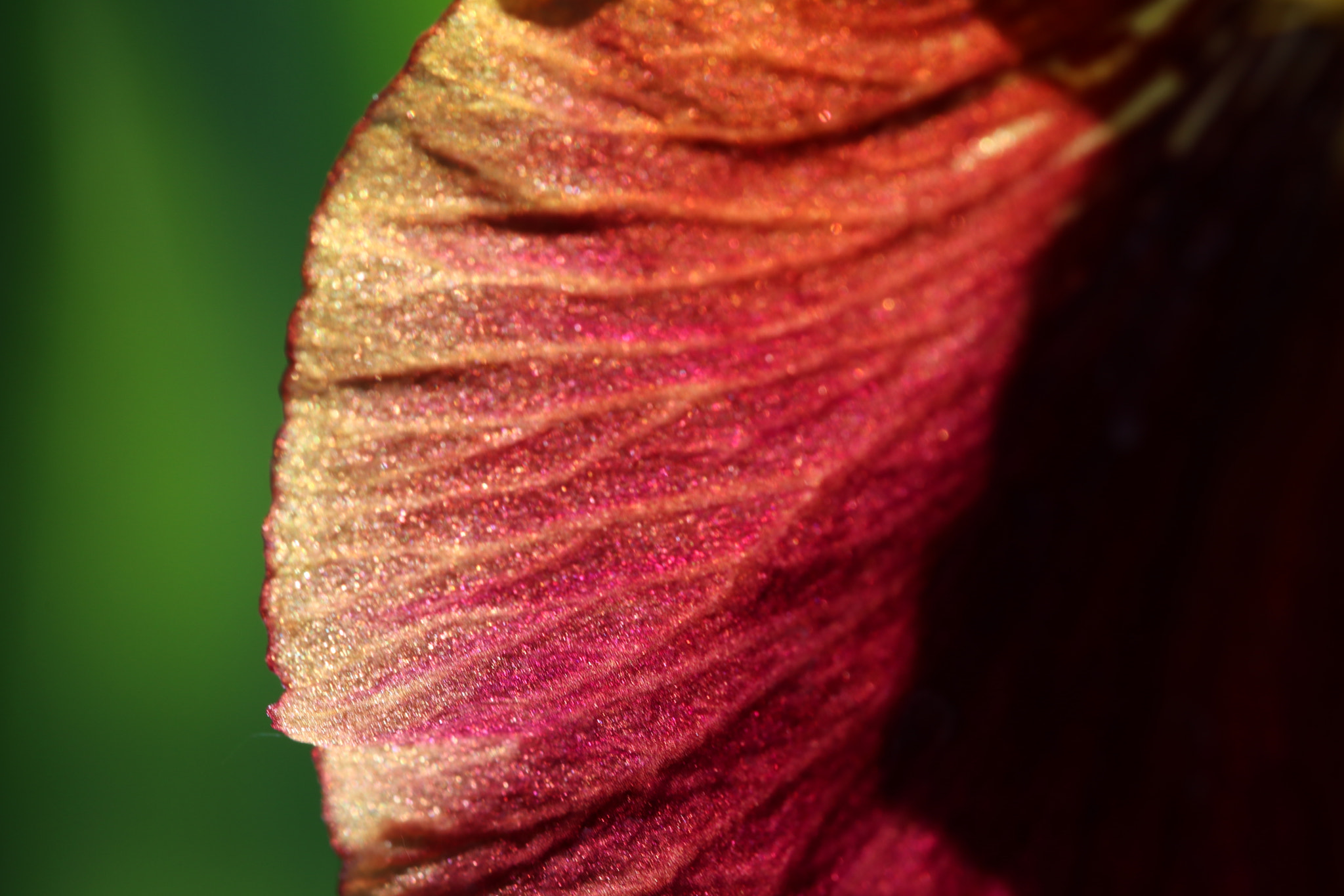Canon EF 100mm F2.8L Macro IS USM sample photo. Img photography