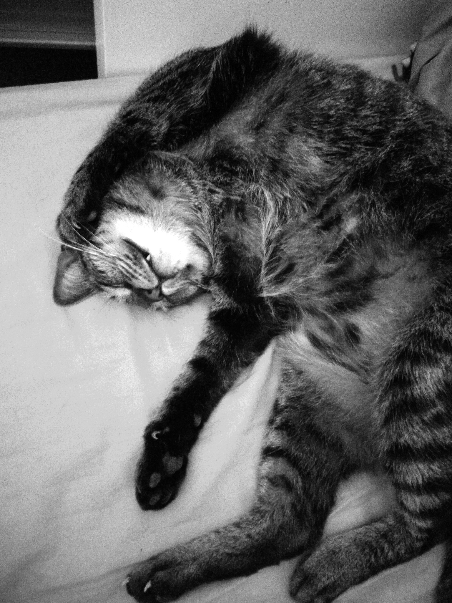 ASUS ZenFone 3 Max (ZC553KL) sample photo. Sleeping cat photography