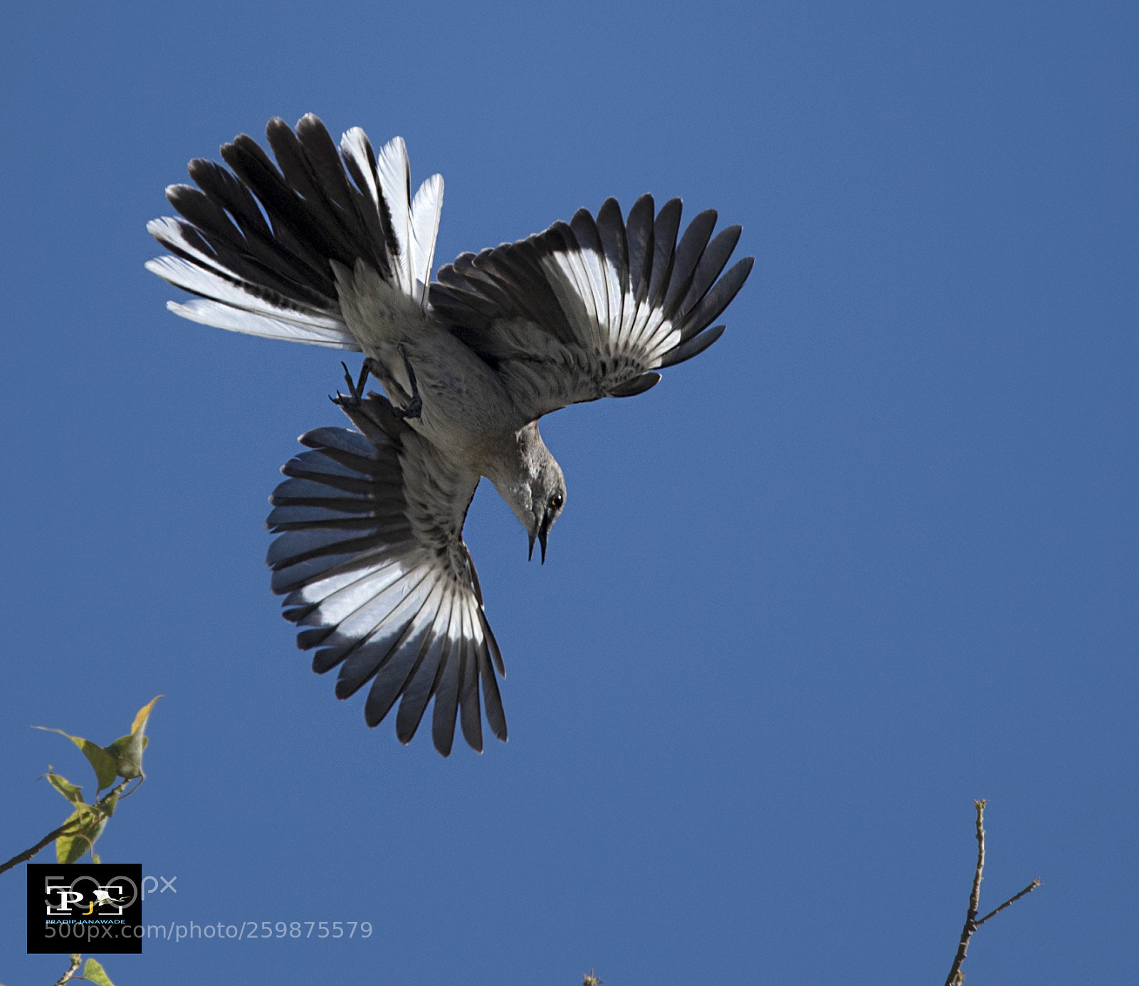 Nikon D5 sample photo. Mockingbirds, photography