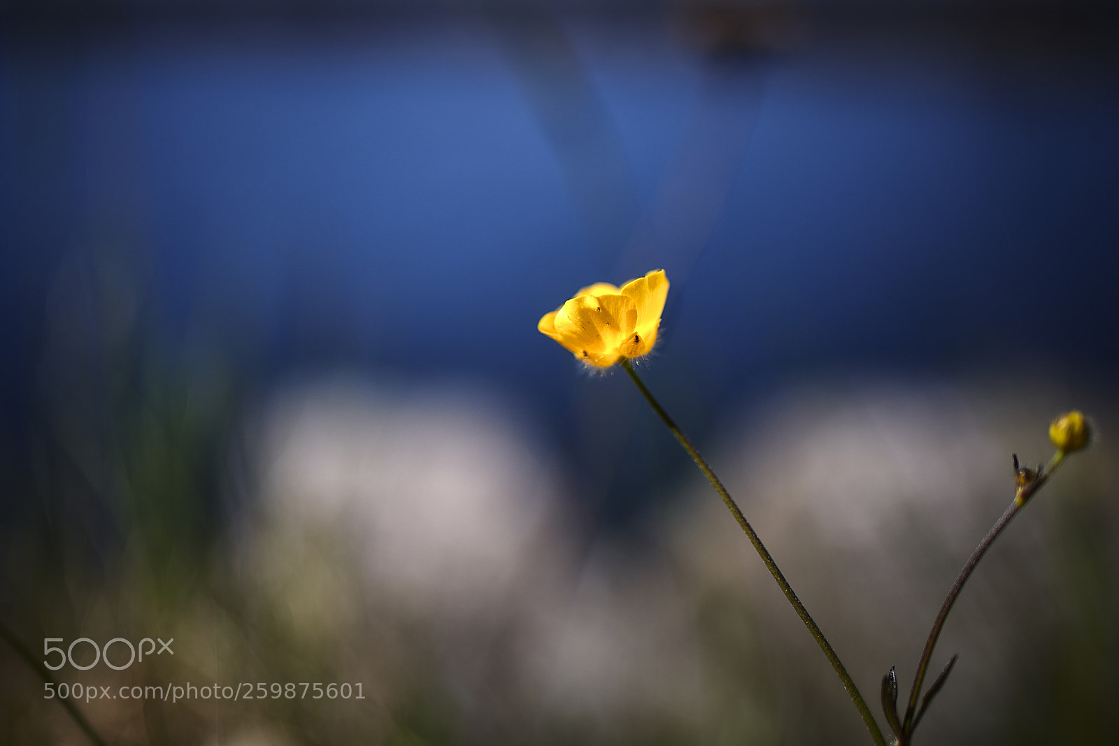 Nikon D850 sample photo. Colourful contrast photography