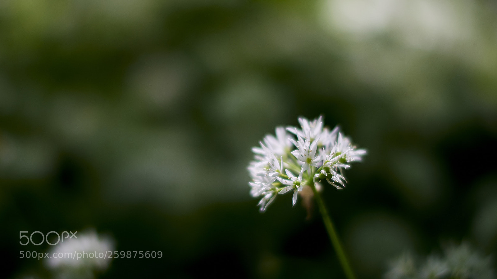 Nikon D800E sample photo. Dreamy simplicity photography