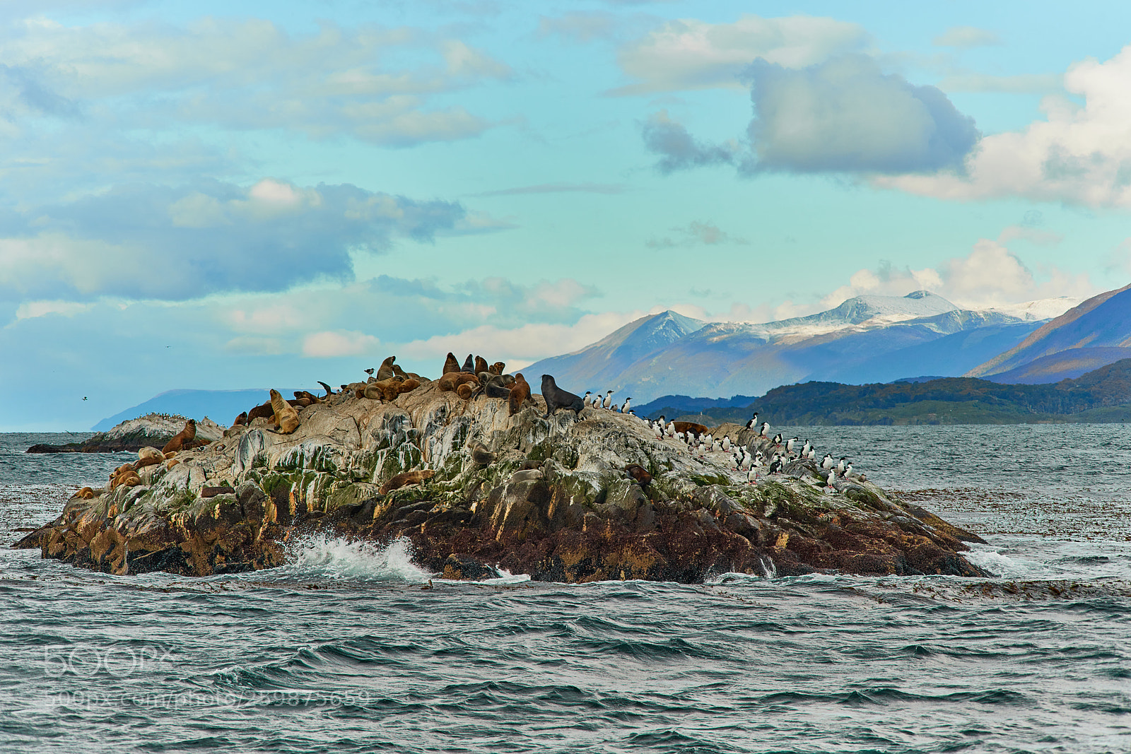 Sony a99 II sample photo. Sea lions and a photography