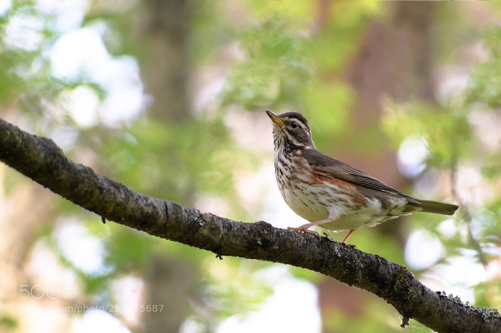 Nikon D500 sample photo. Redwing photography