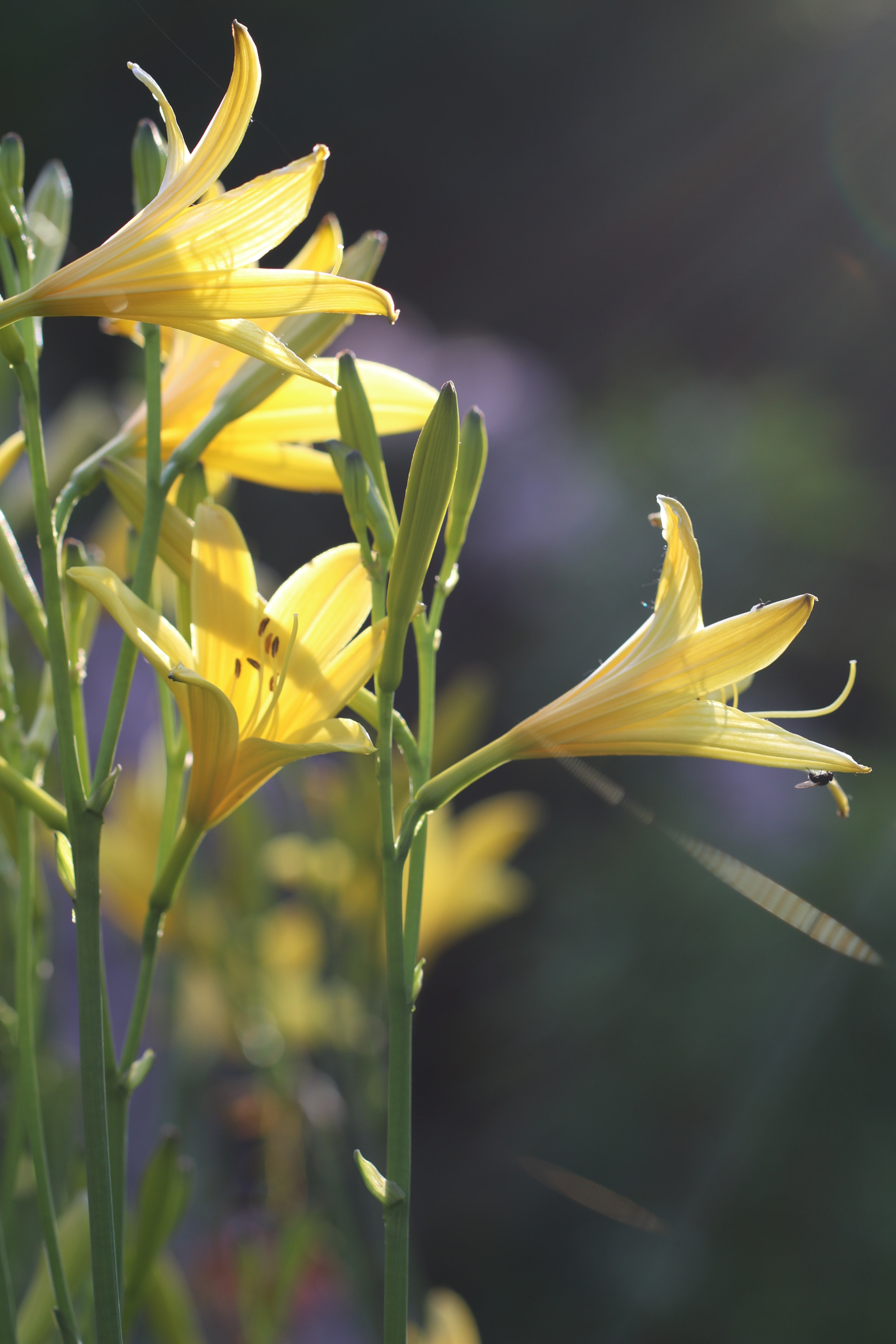 Canon EF 100mm F2.8L Macro IS USM sample photo. Img photography
