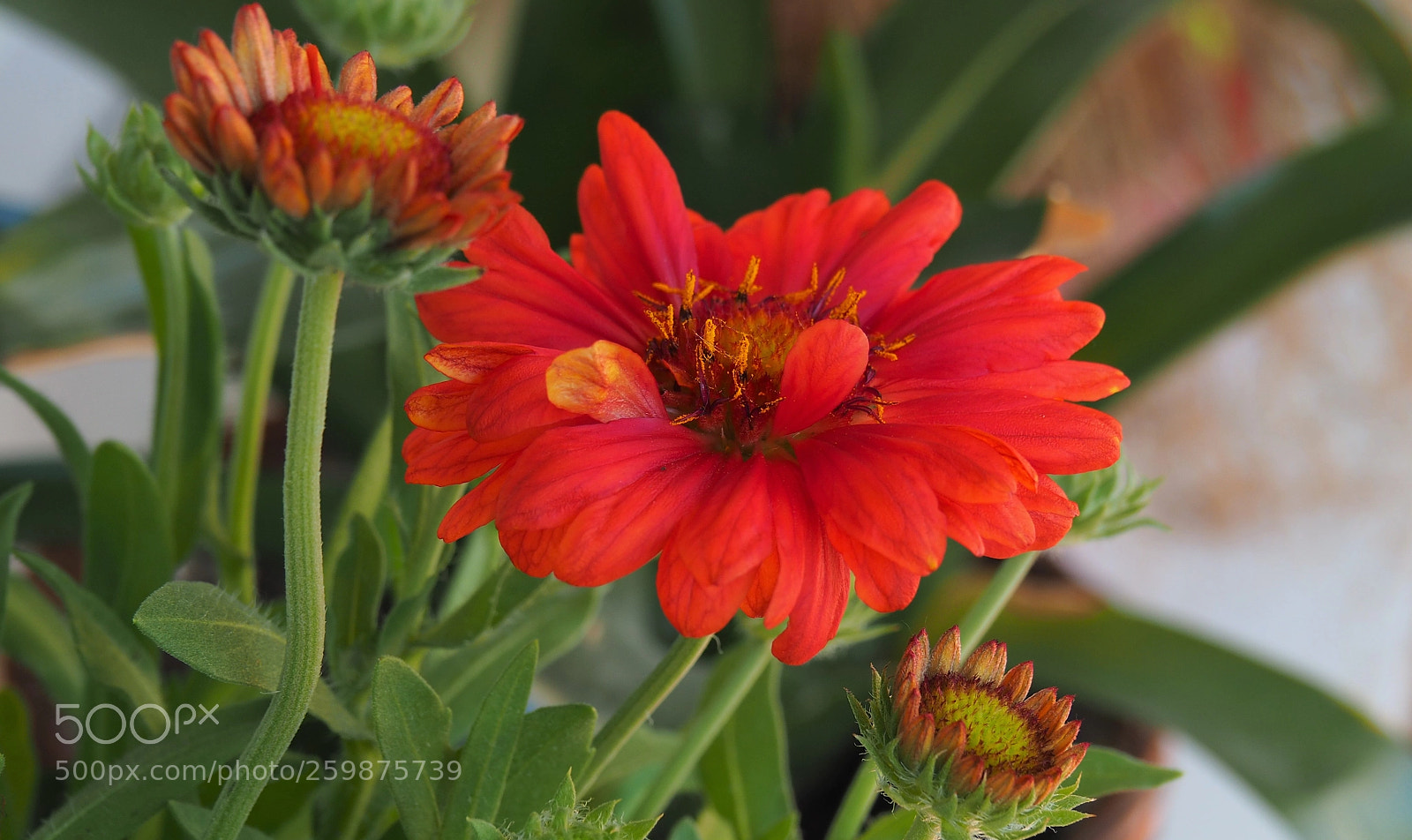 Olympus OM-D E-M10 II sample photo. Gaillardia aristata photography