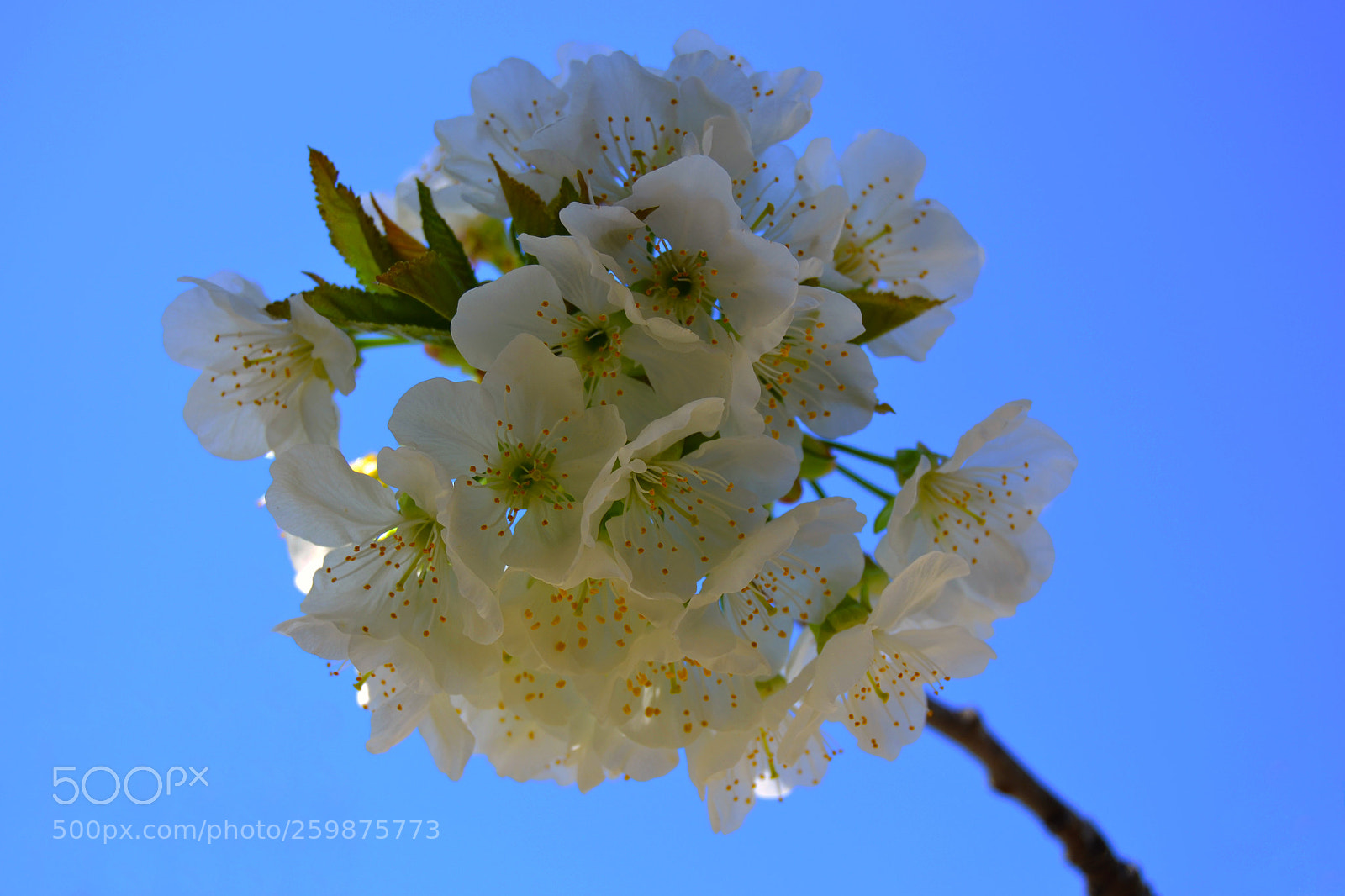 Nikon D3100 sample photo. Primavera photography