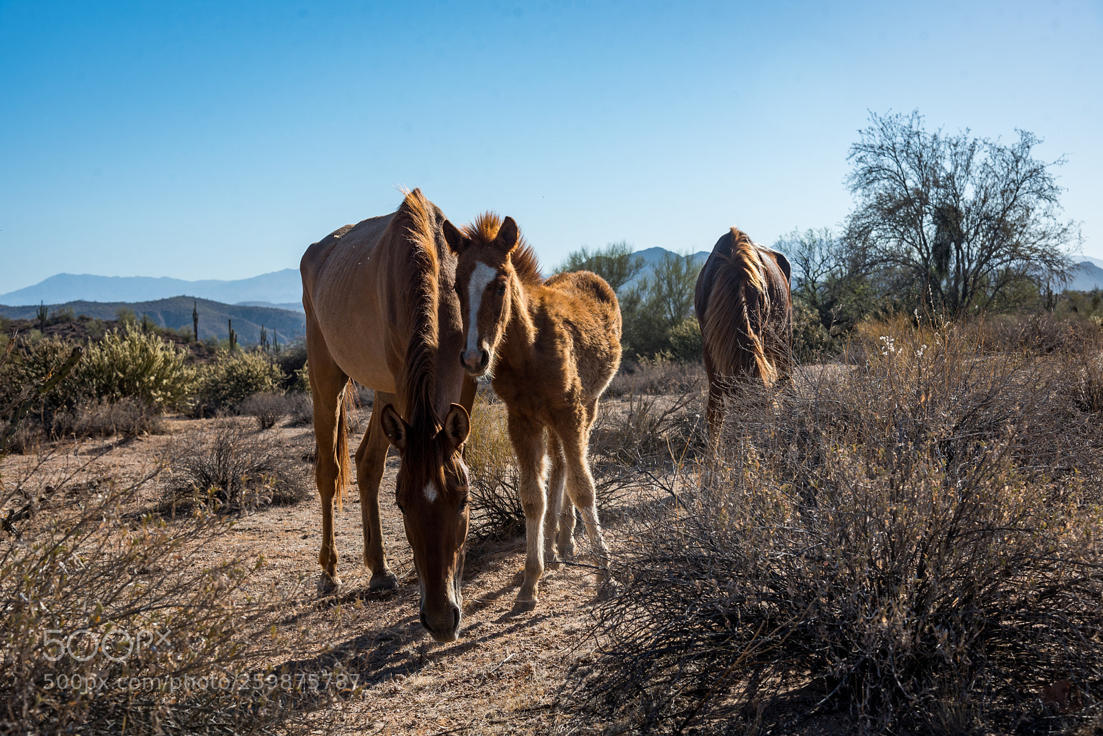 Nikon D750 sample photo. Arizona wild horses photography