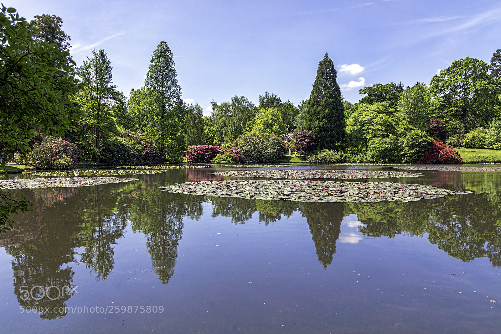 Canon EOS 5D Mark IV sample photo. Sheffield park waterlilies photography