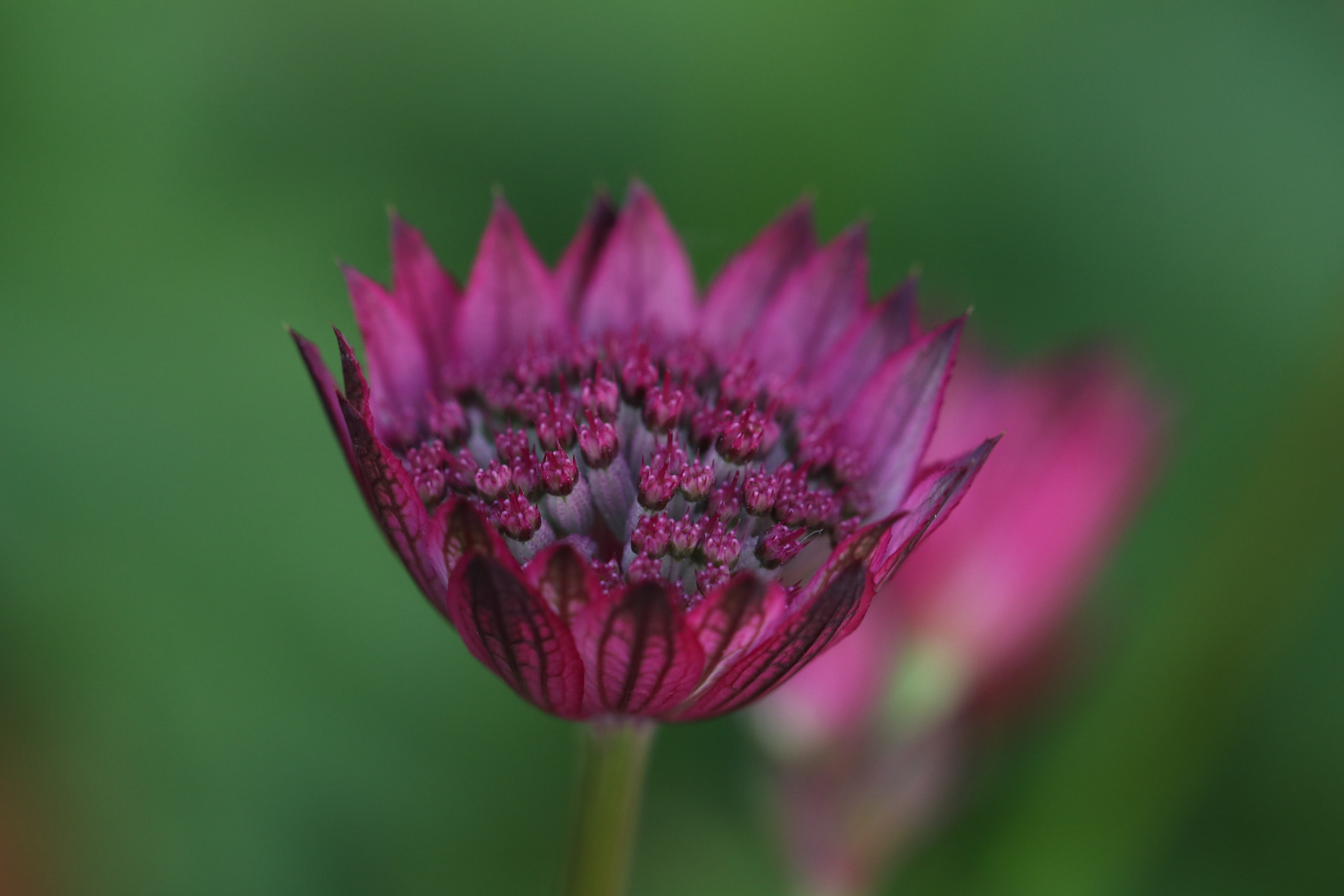 Canon EF 100mm F2.8L Macro IS USM sample photo. Img photography