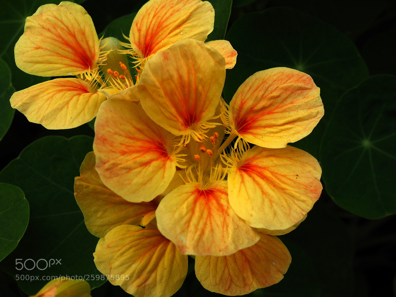 Olympus OM-D E-M1 sample photo. Unusual color nasturtium photography