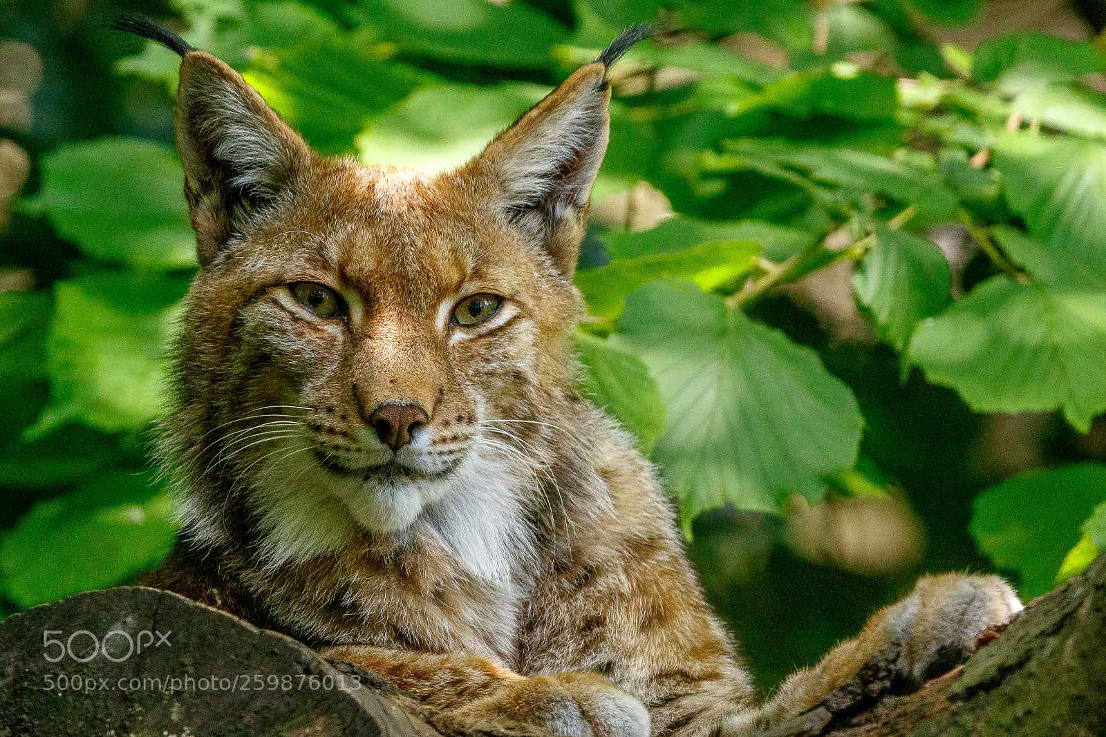 Canon EOS 7D Mark II sample photo. Zoo duisburg photography